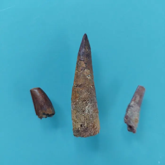 Dinosaur - Fossil tooth - Abelisaurus