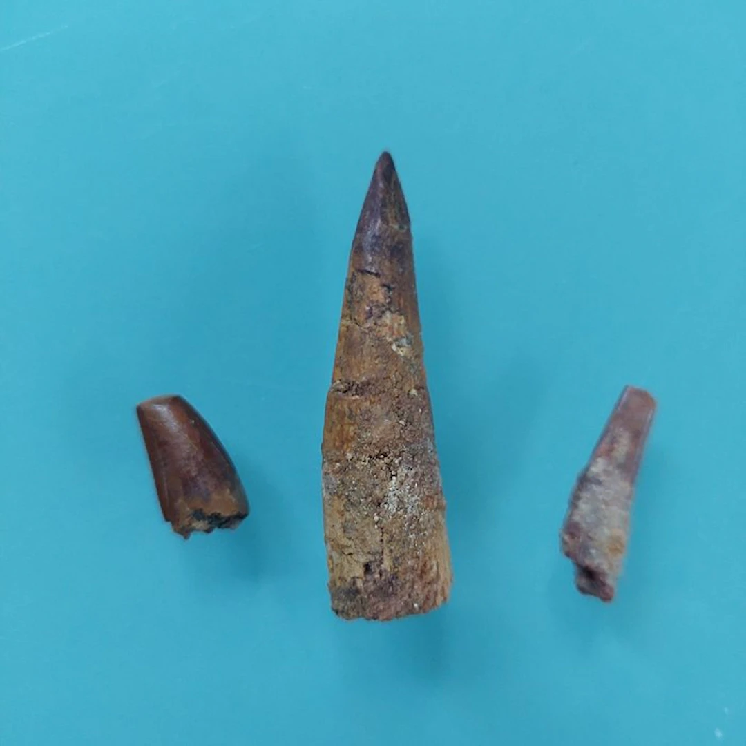 Dinosaur - Fossil tooth - Abelisaurus