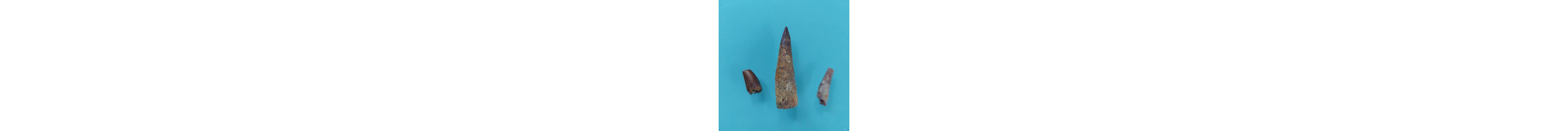 Dinosaur - Fossil tooth - Abelisaurus