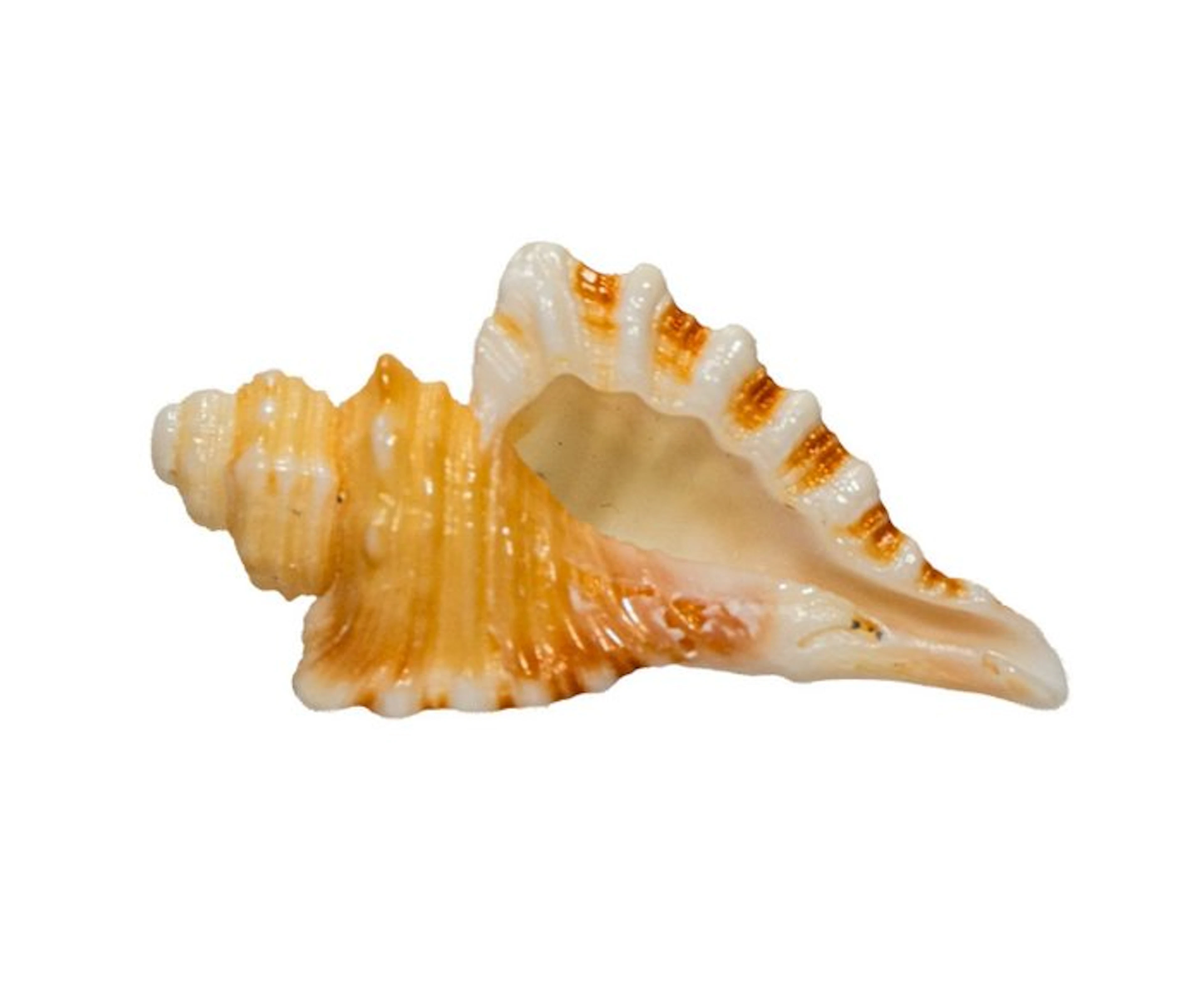Cymatium femorale 55mm GEM | Rare Dwarf-winged Triton...