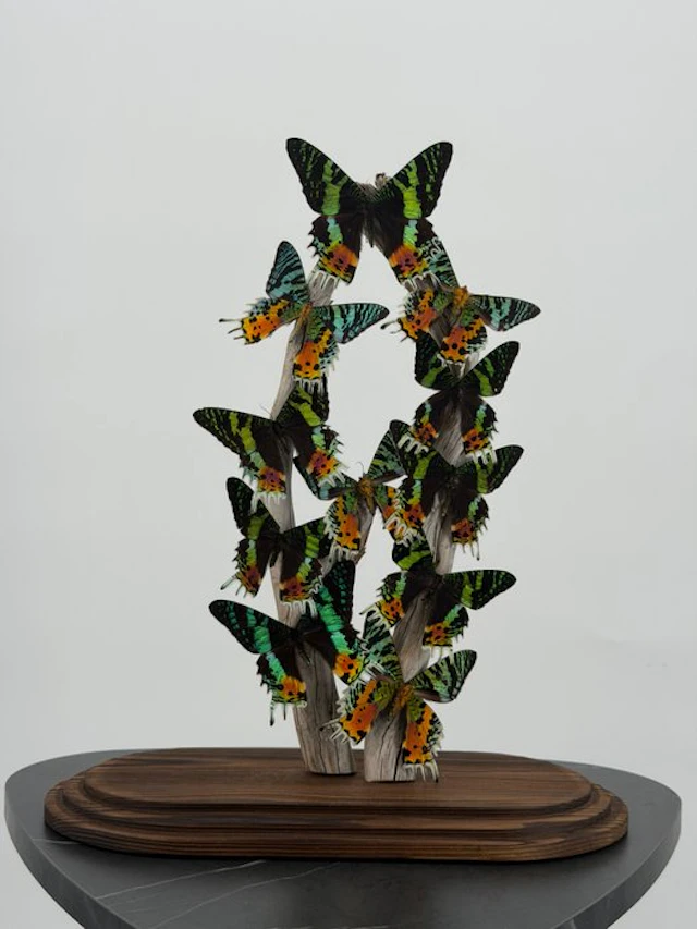 Mounted Urania Ripheus on a branch under a glass dome