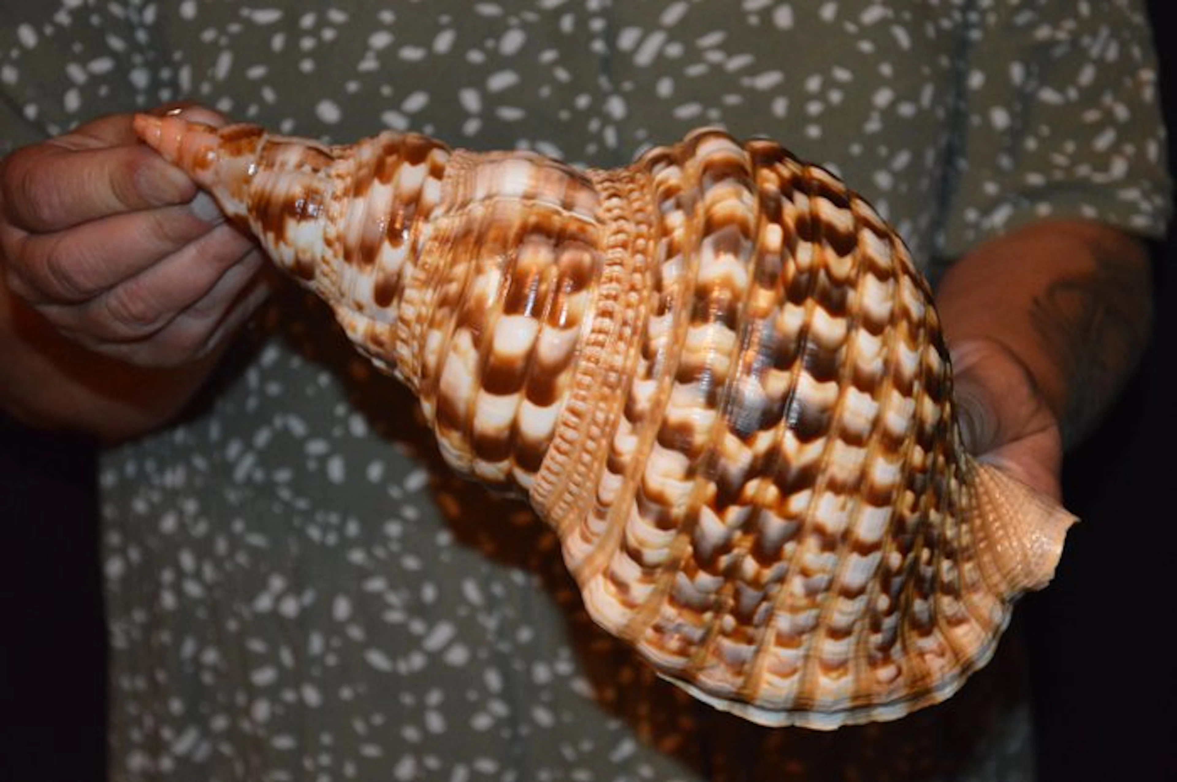Sea Snail Sea shell - M-948 CHARONIA VARIEGATA