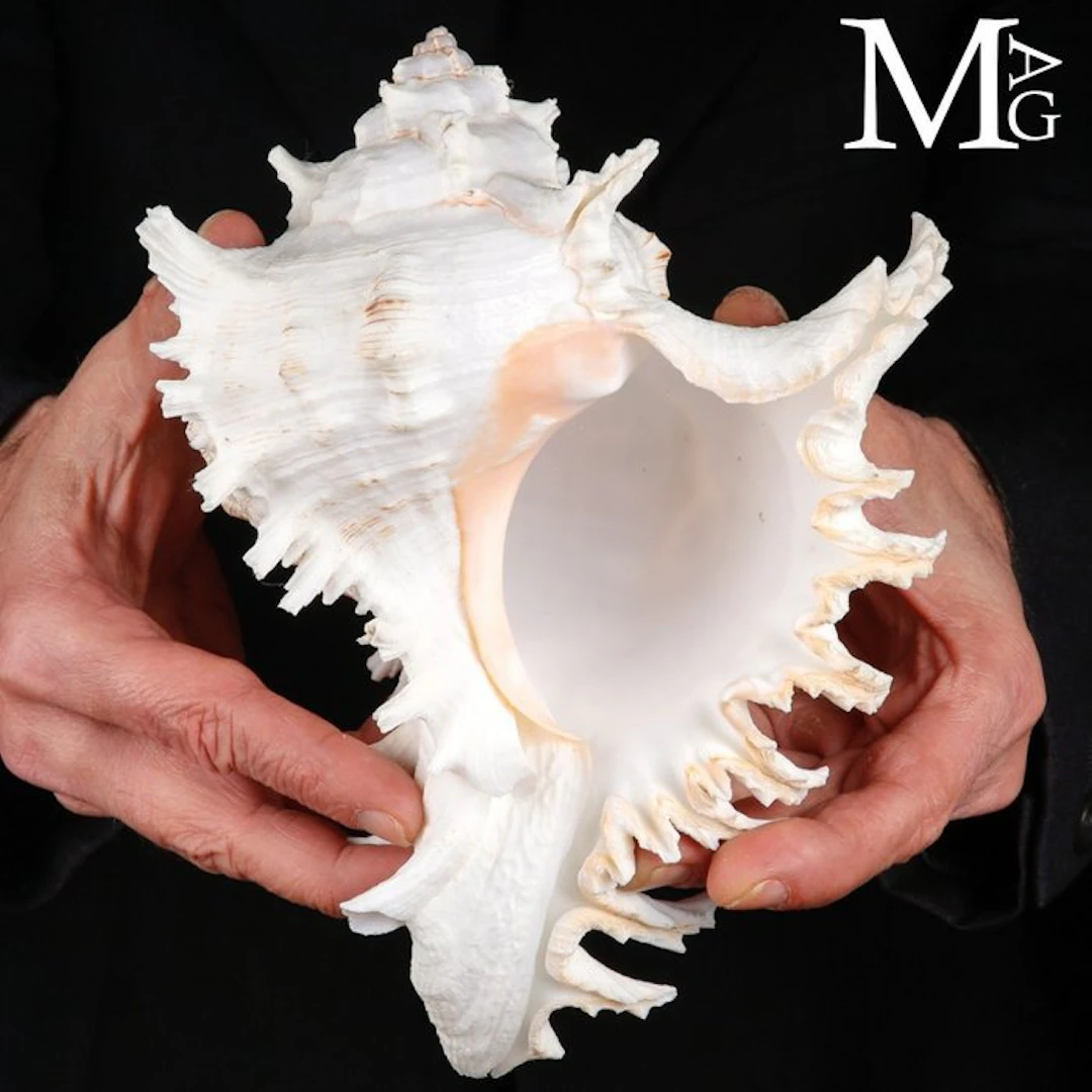 The Most Spectacular Shells in the Marine World Shell...