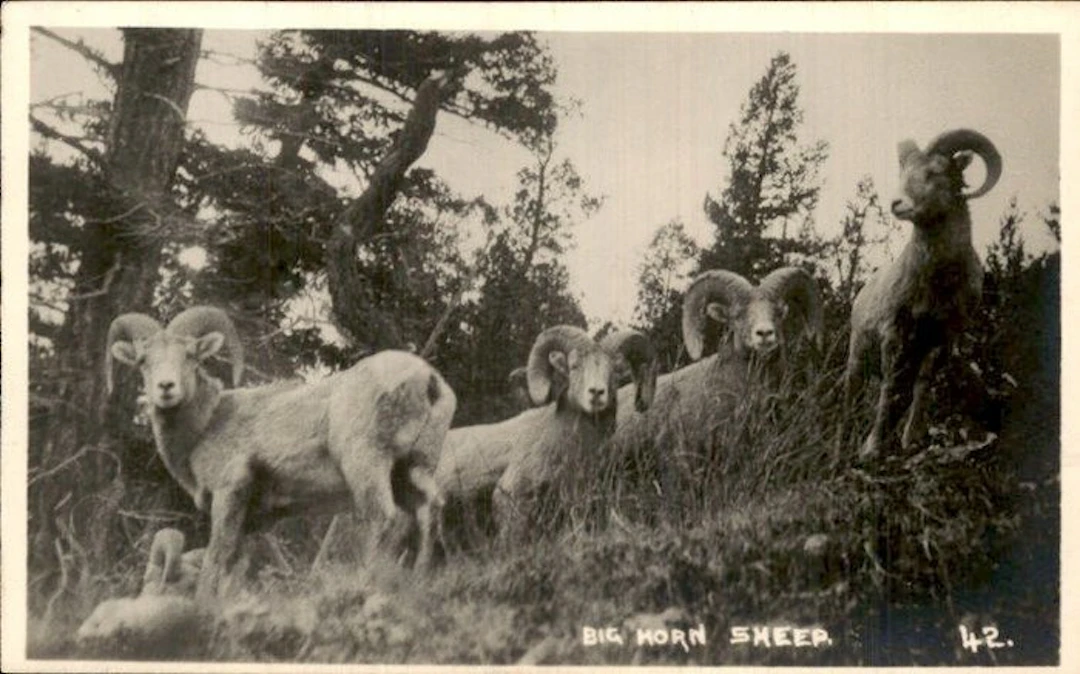 Sheep/ goats - Postcard (152) - 1900-1999