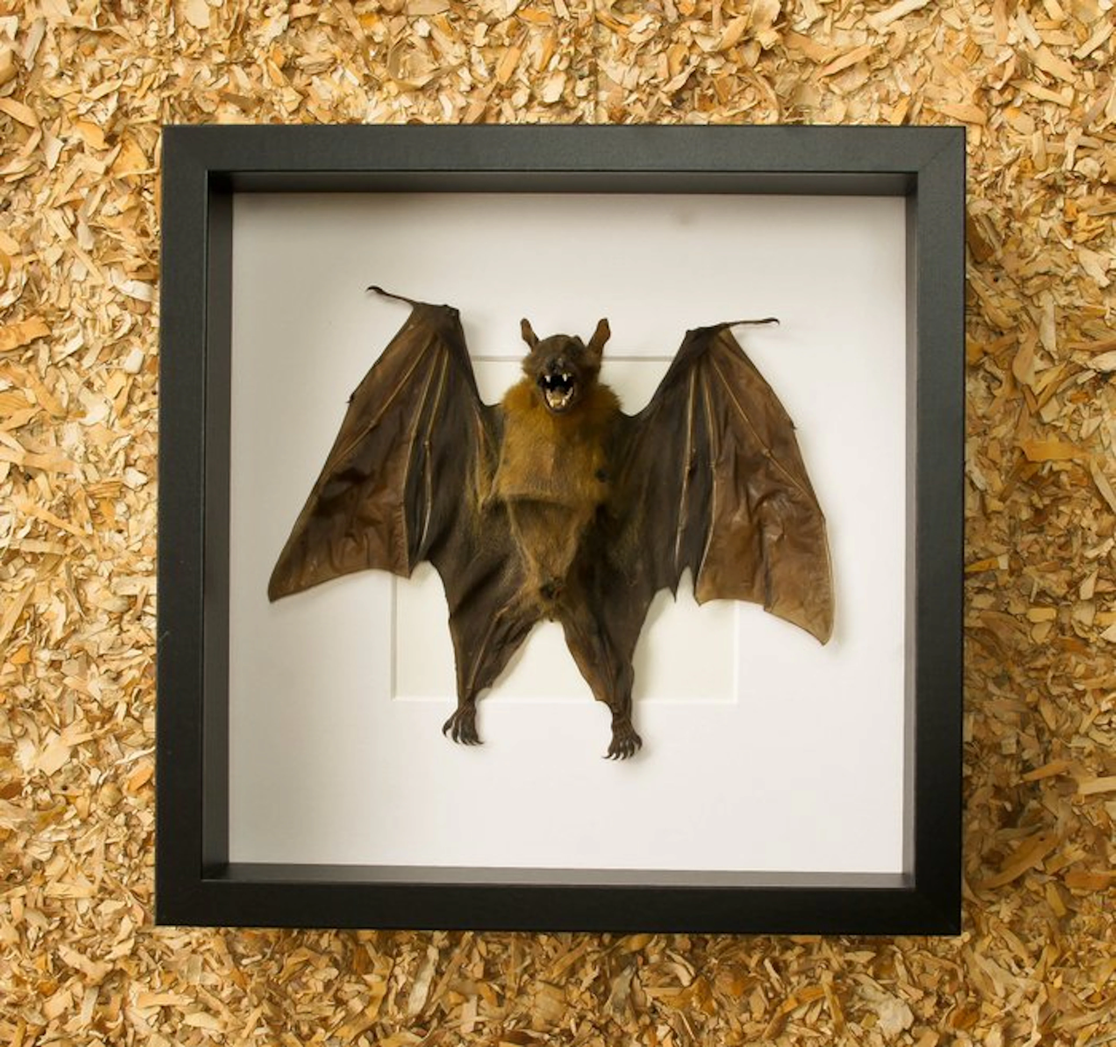 Bat Taxidermy full body mount - Cynopterus sphinx - 27 cm...