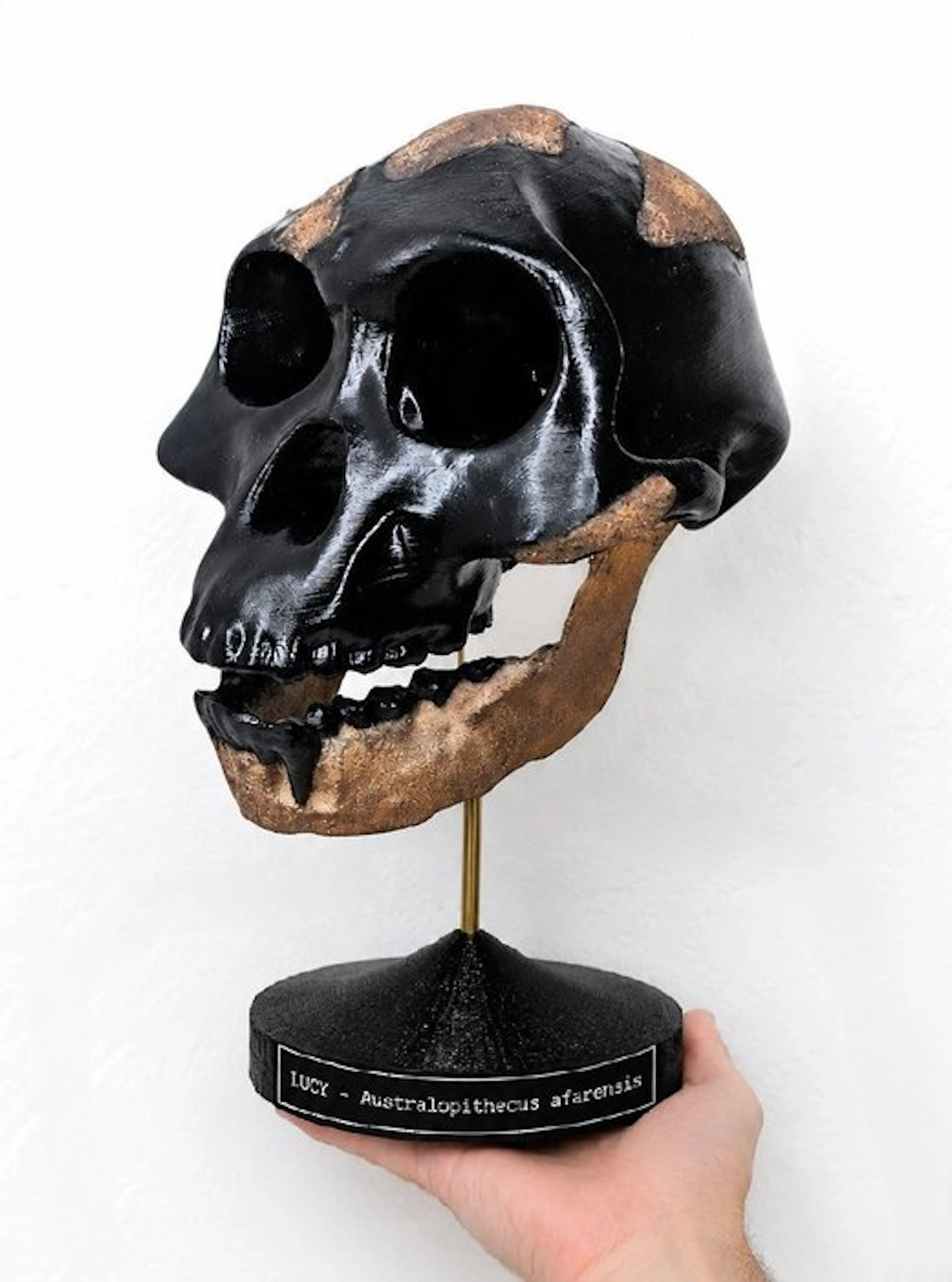 Fossil skull - Australopithecus afarensis “Lucy” (AL...