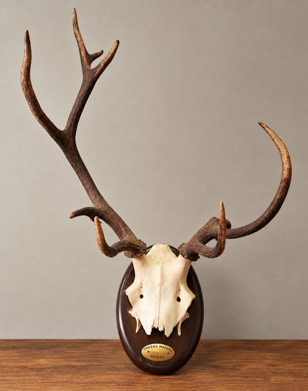 Hunting trophy