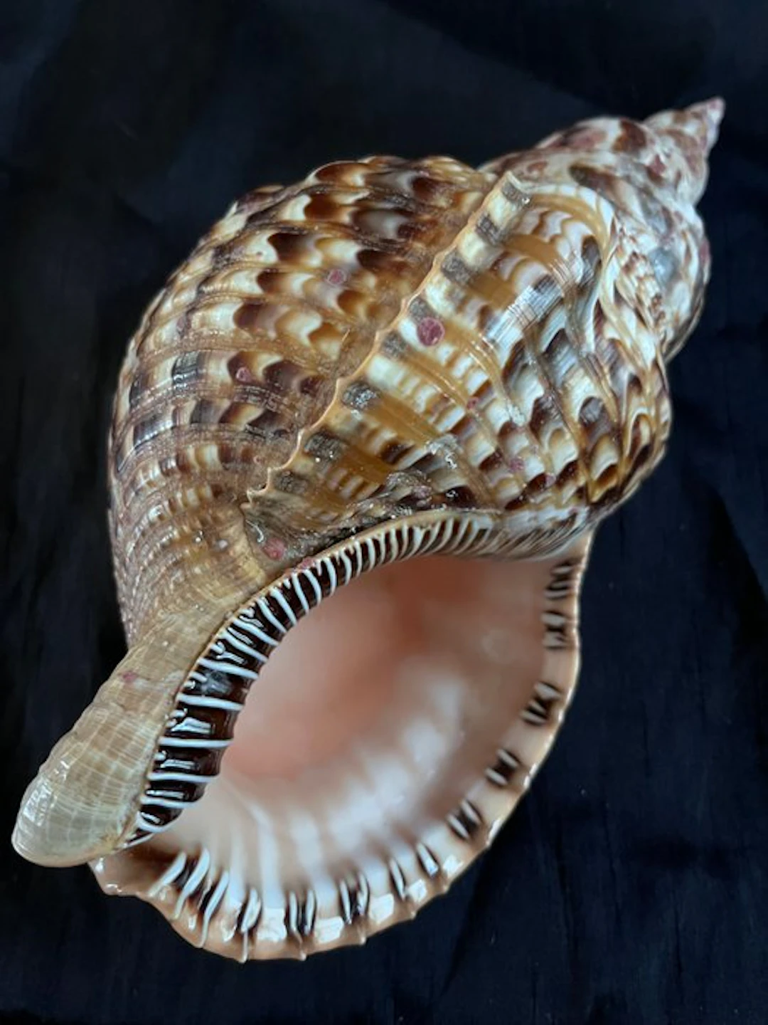 Triton Sea shell - Charonia tritonis (No reserve price)