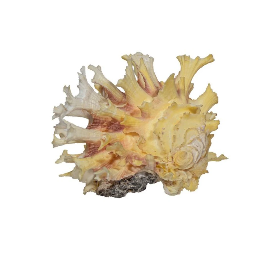 Bright yellow spiny oyster – Spondylus variegatus (60 mm)...