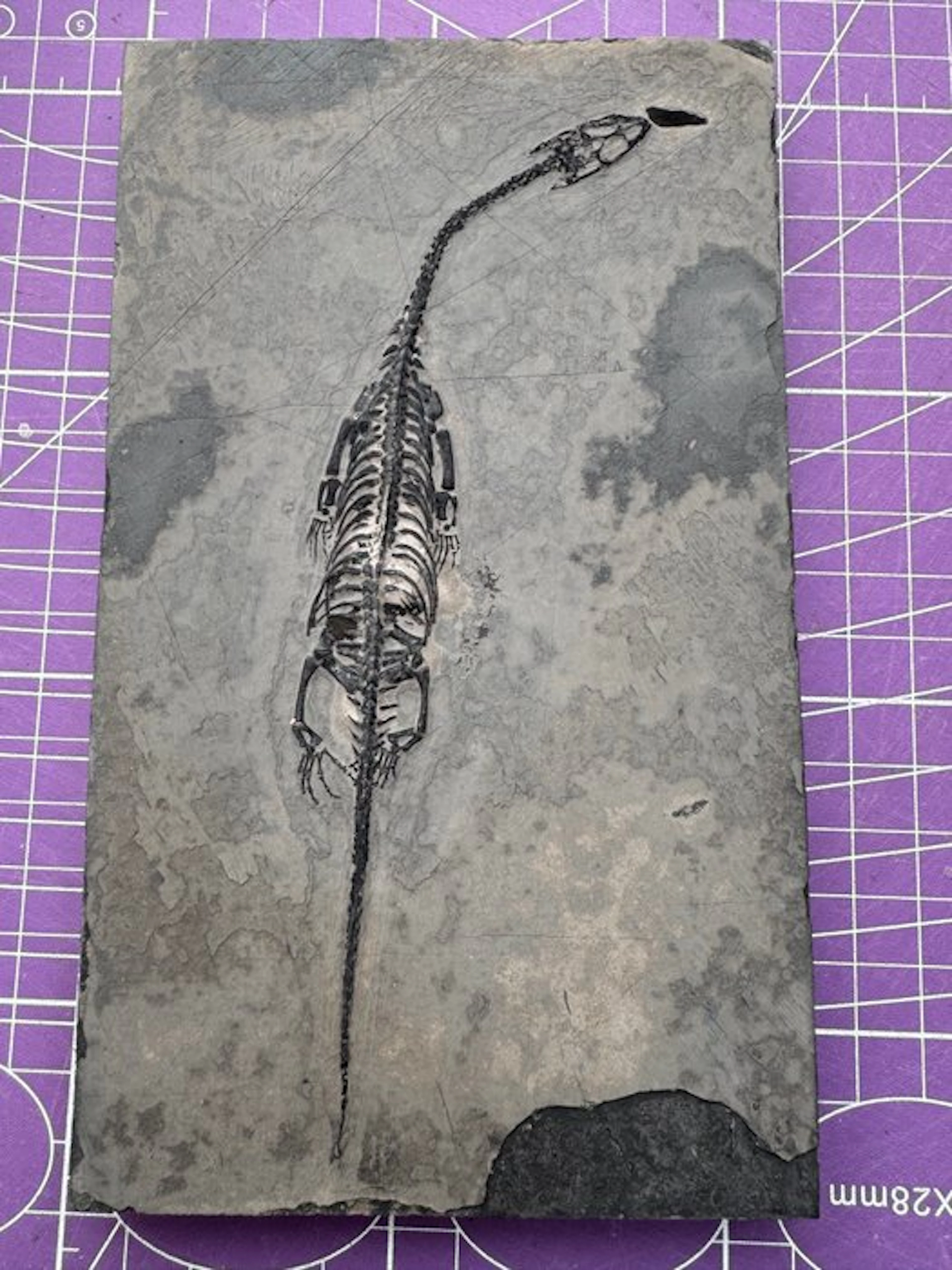 Fossil reptile: Keichousaurus - a rare testimony from the...