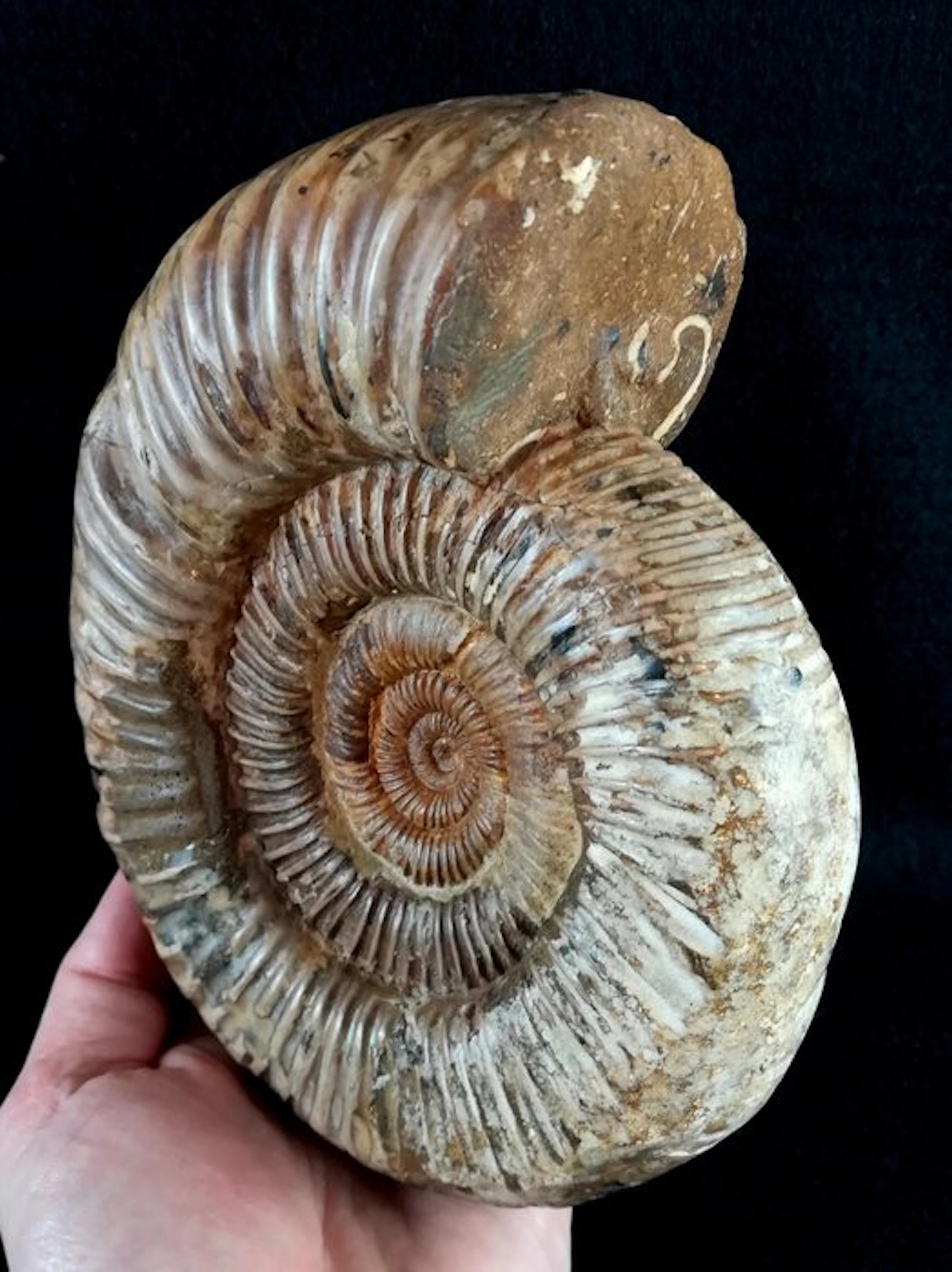 Ammonite - Fossilised animal - Kranaosphinctes roedereri...