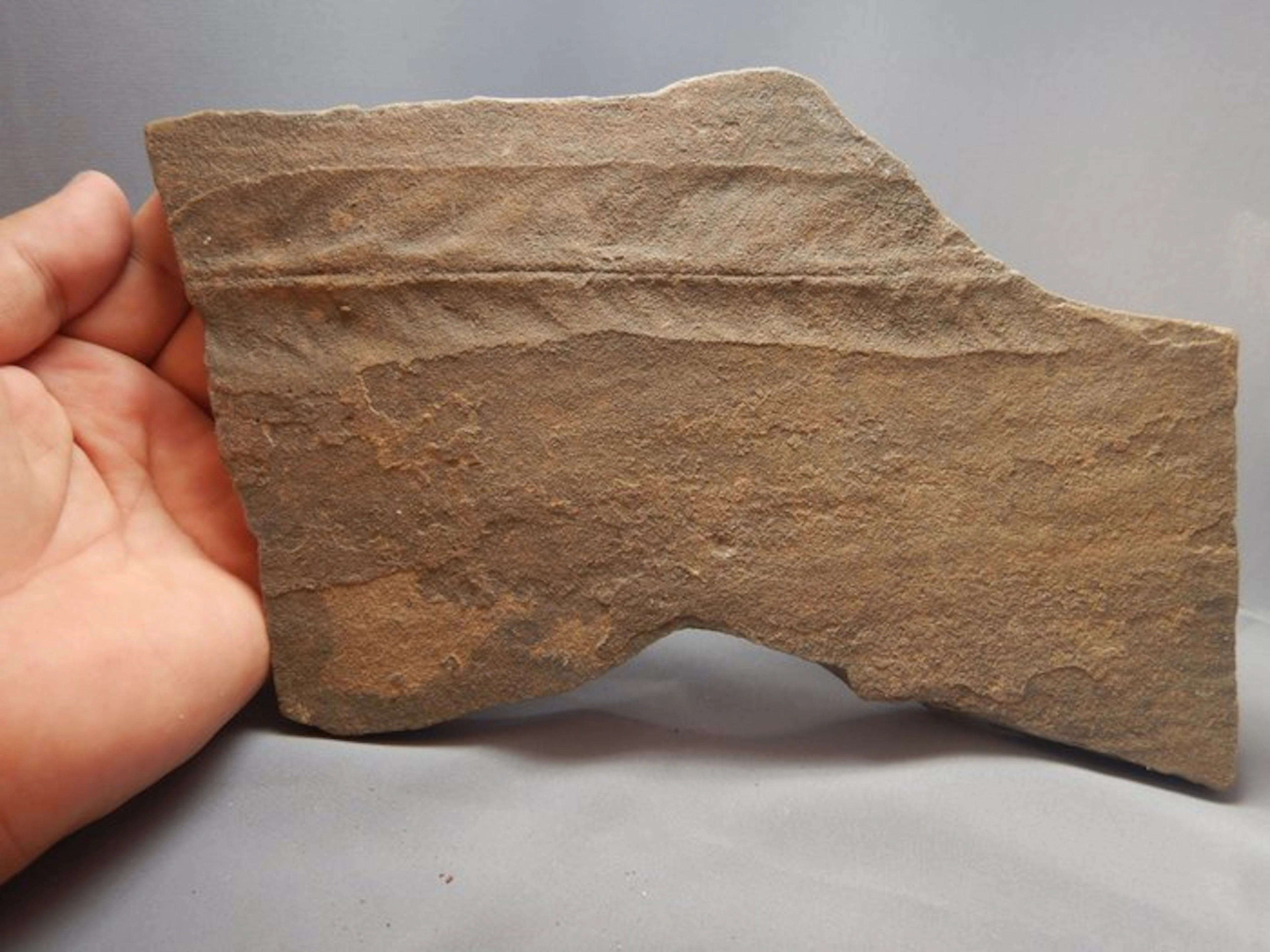 Cruziana (Trilobite trace) slab - Fossil carapace - 23 cm - 13 cm