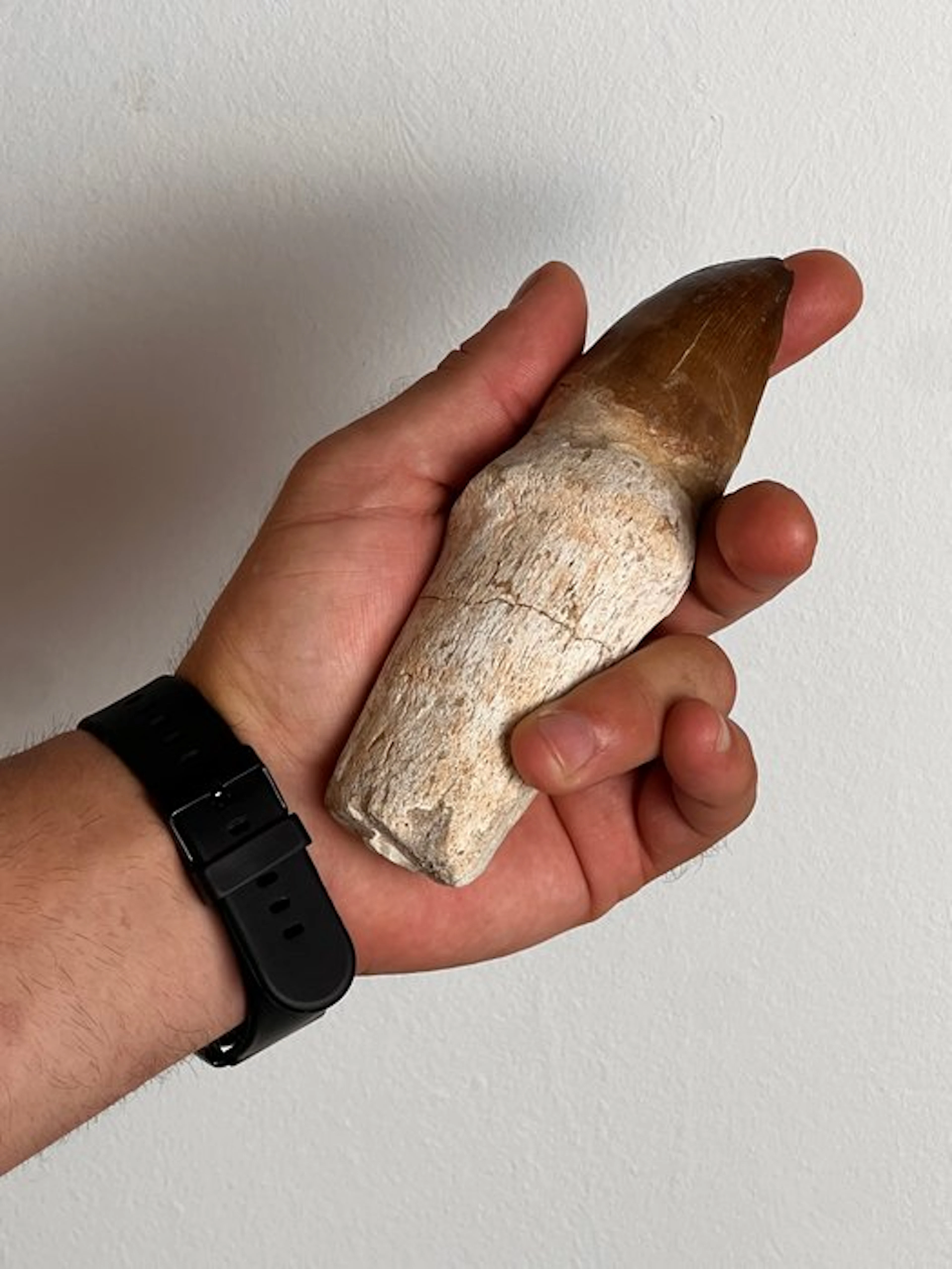 Mosasaur - Fossil tooth - hoffmani - 15 cm (No reserve price)