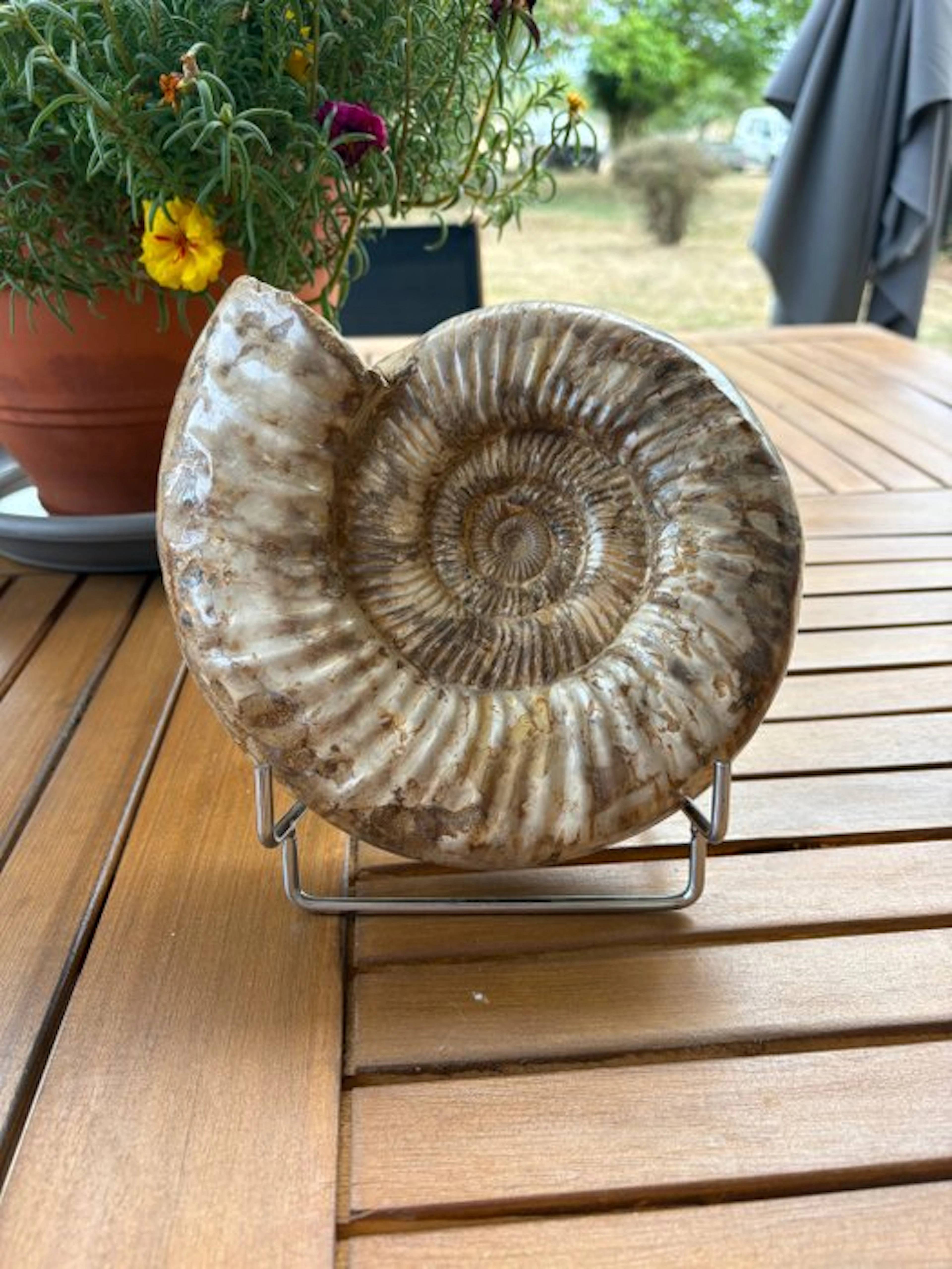 Ammonite - Fossil skeleton - Perisphinctes - 21 cm - 20 cm