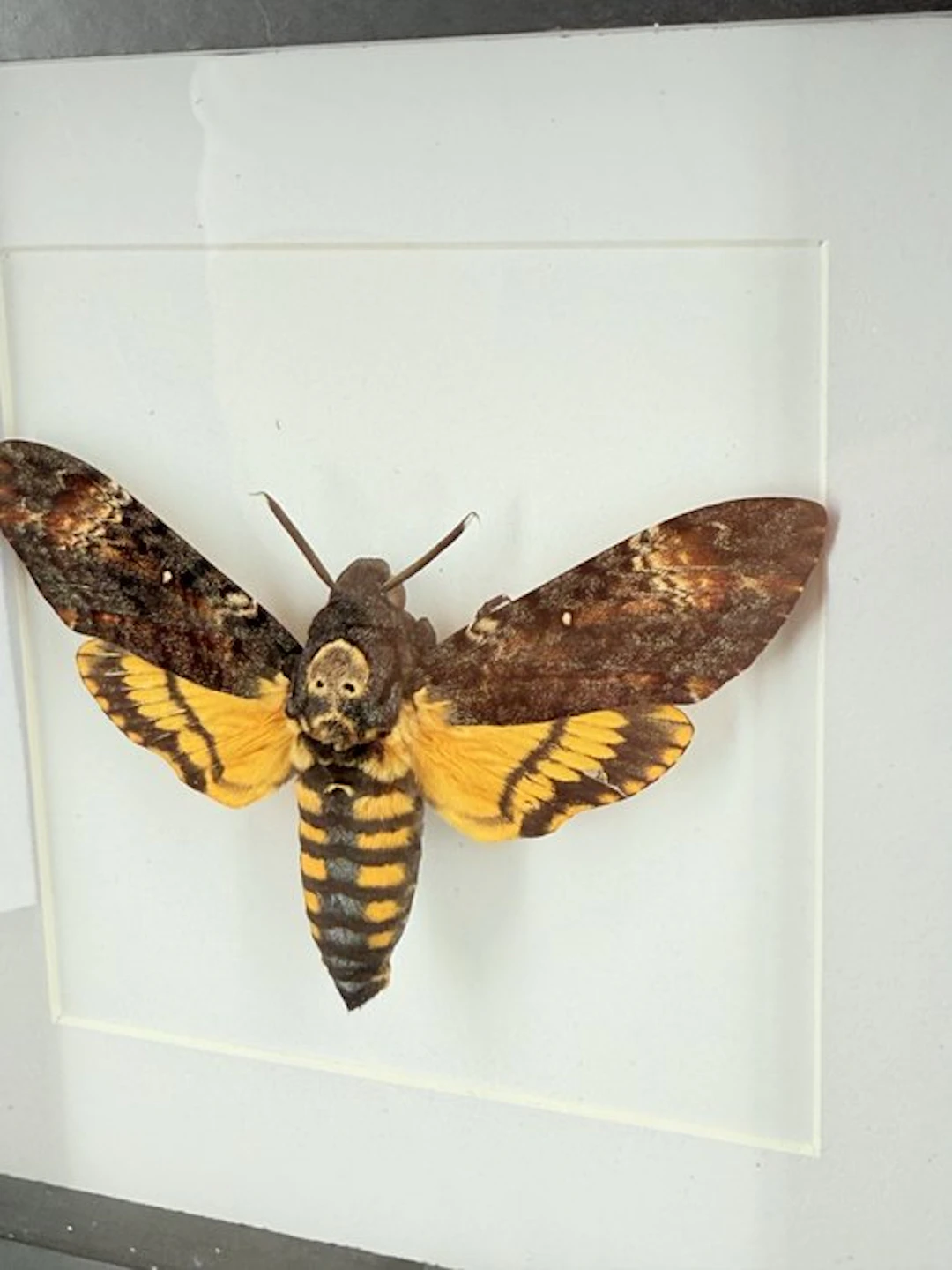 Death's-head hawkmoth Taxidermy full body mount...