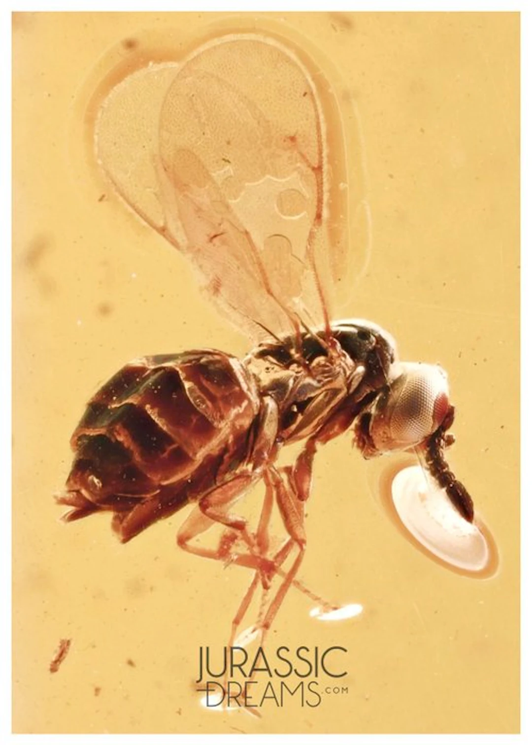 Great CHALCID WASP Chalcidoidea Fossil Inclusion Genuine...
