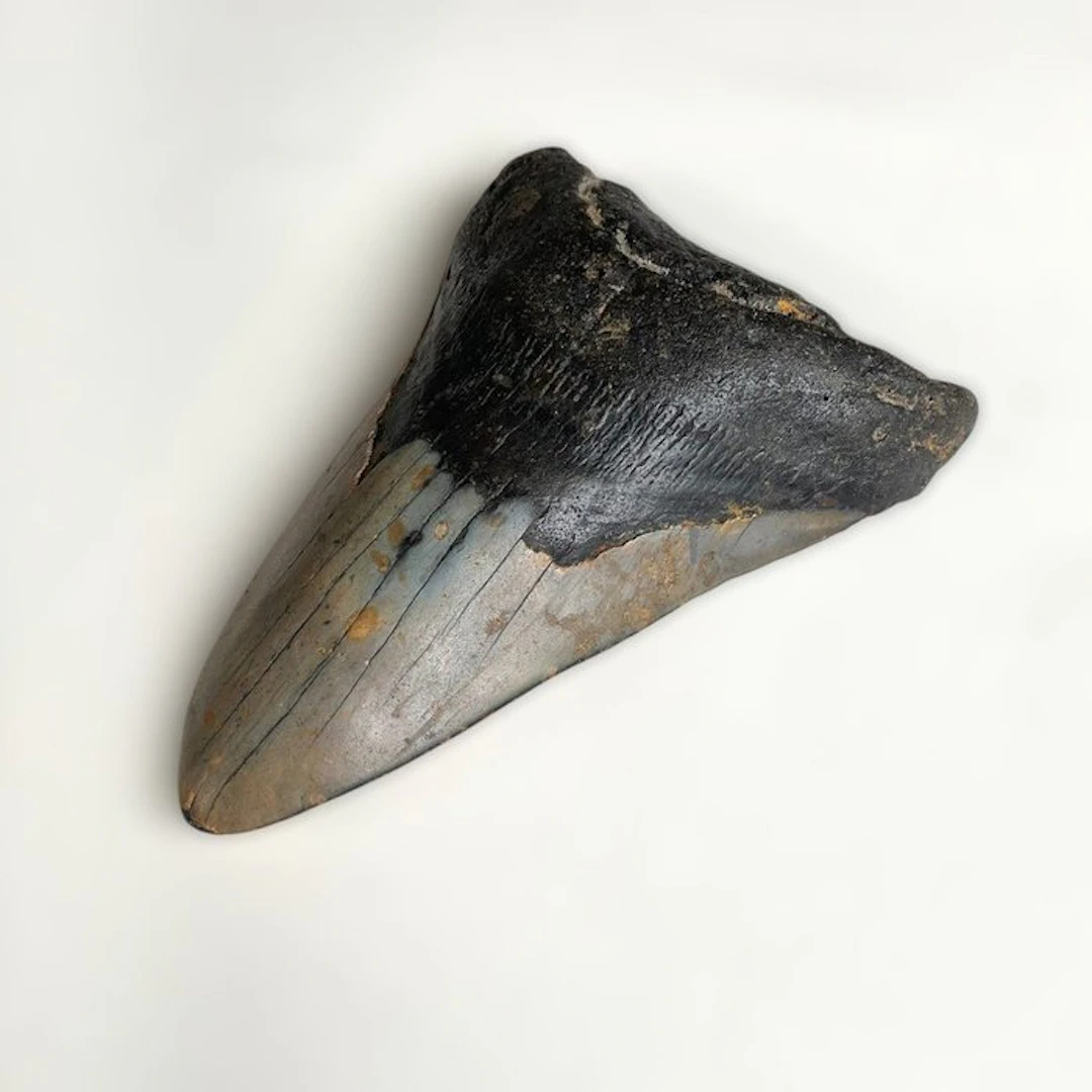 Megalodon - Fossil tooth - 123 mm - 85 mm