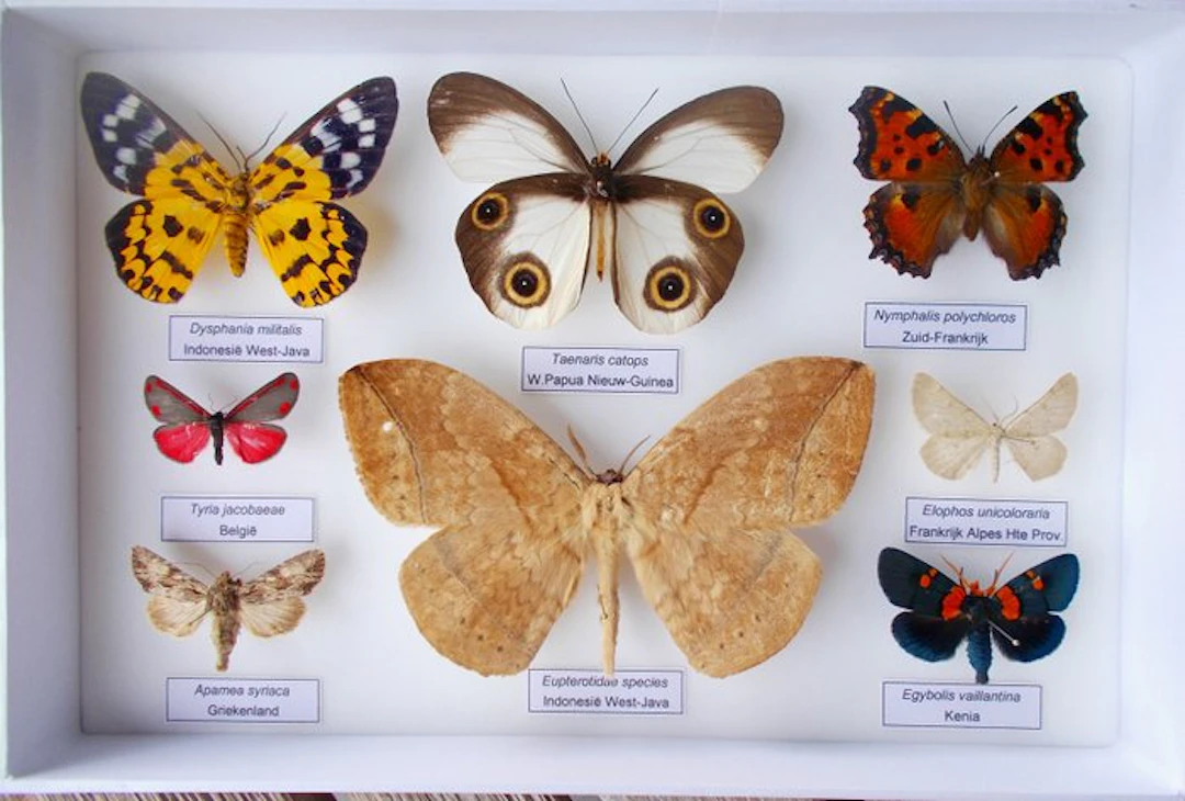 Butterfly Taxidermy full body mount - Taenaris catops...