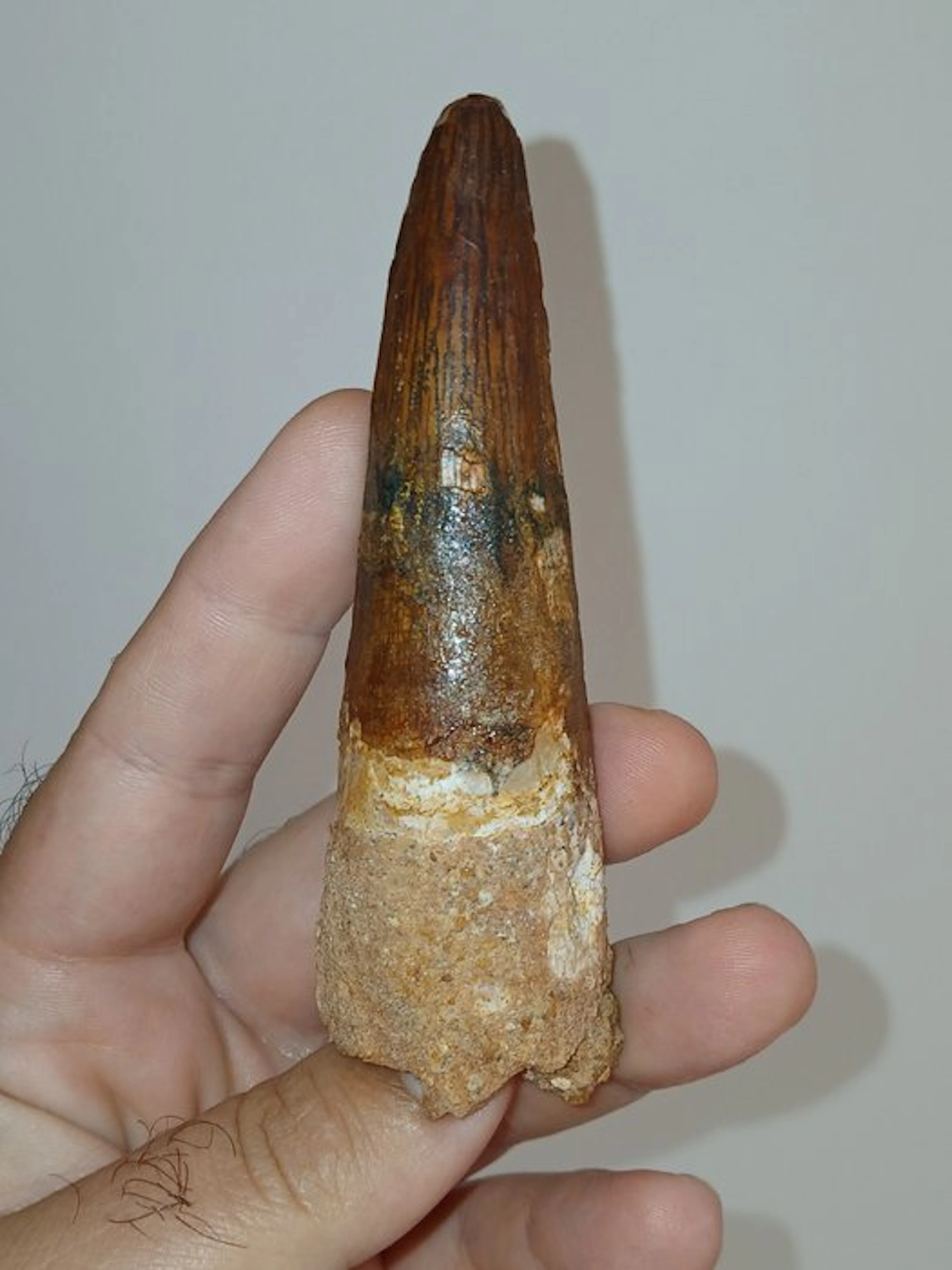 Spinosaur - Fossil tooth - Spinosaurus aegyptiacus - 10.5 cm (No reserve price)