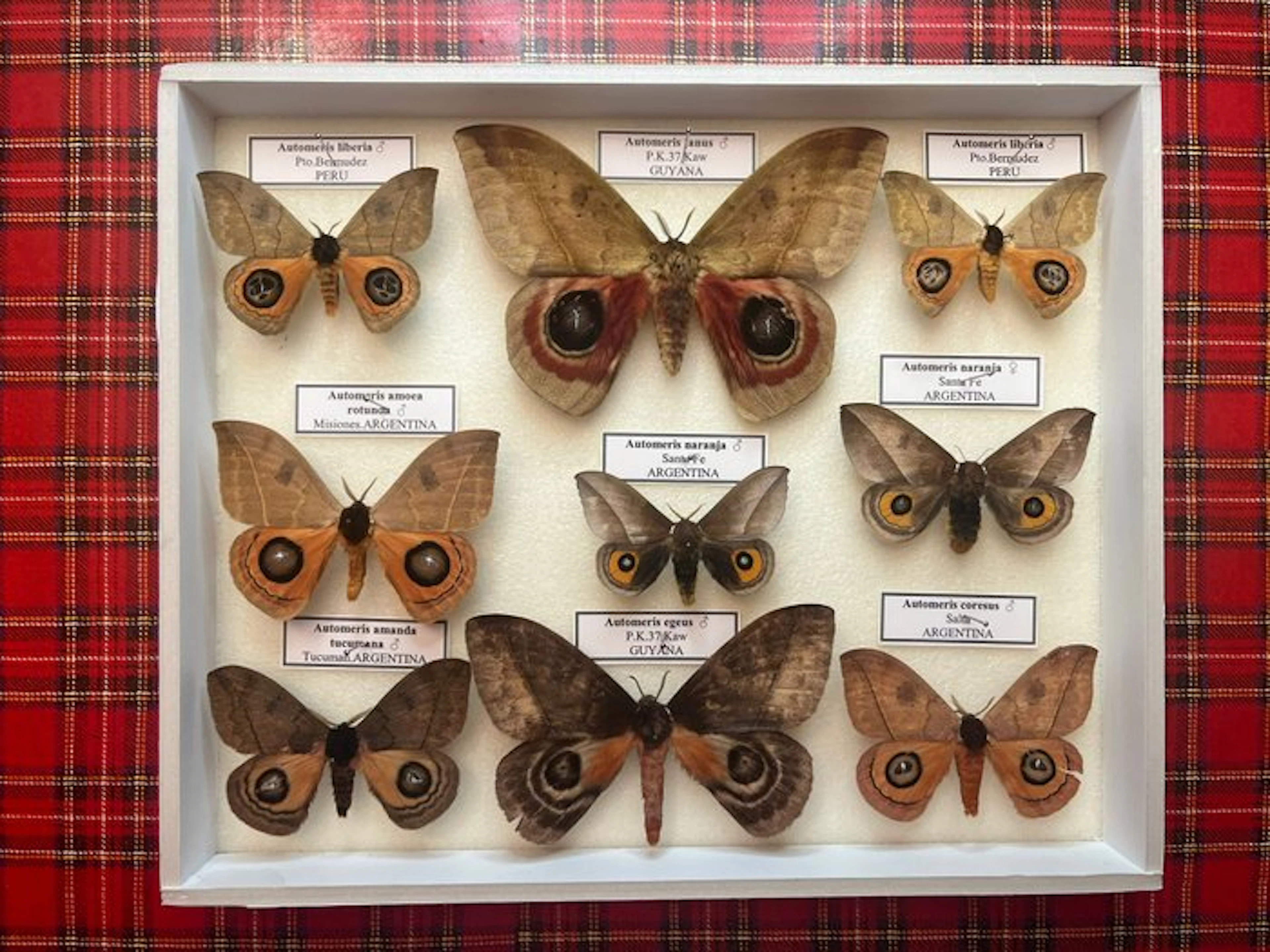 Moth Taxidermy full body mount - Automeris - 30 cm - 20 cm - 5 cm