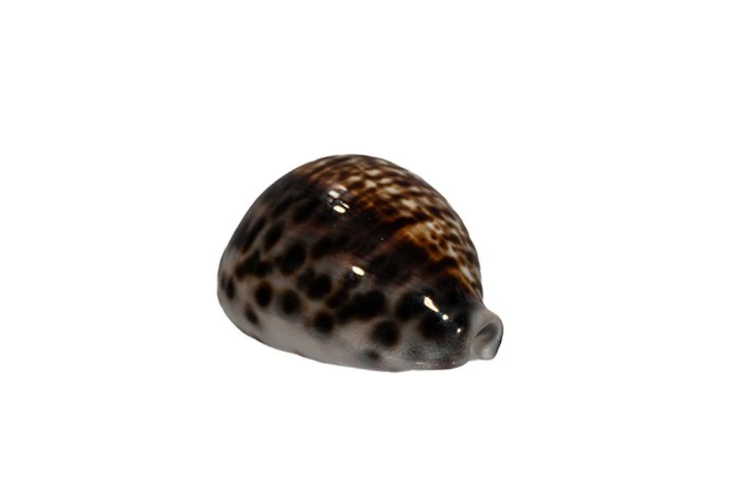 Tiger cowry with a rare pattern: Cypraea tigris (72 mm) –...