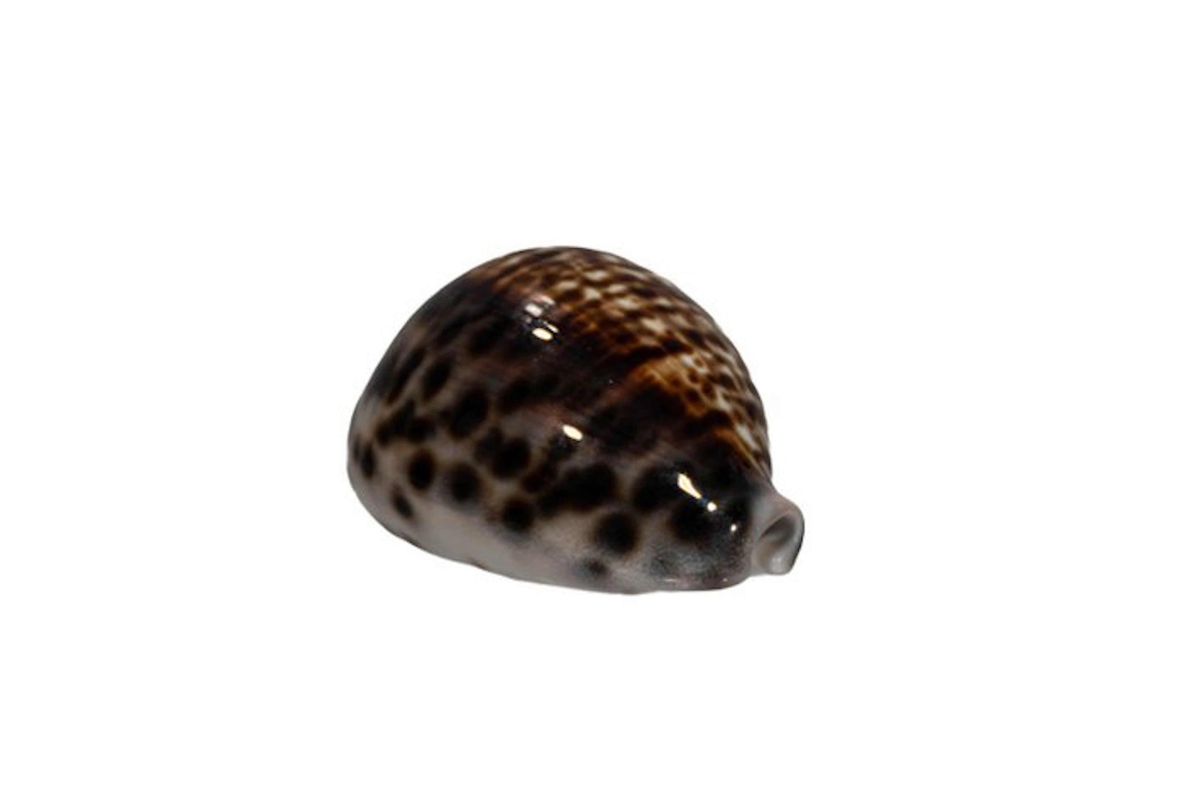 Tiger cowry with a rare pattern: Cypraea tigris (72 mm) –...