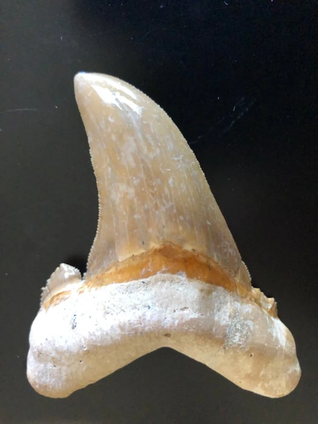 fossilized shark tooth - Fossil tooth - Otodus sokolowi...