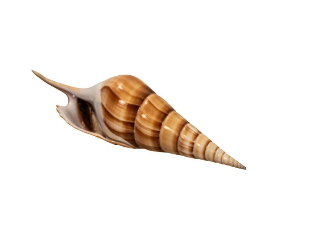 Tibia fusus 160mm GEM shell with operculum lid Shinbone...