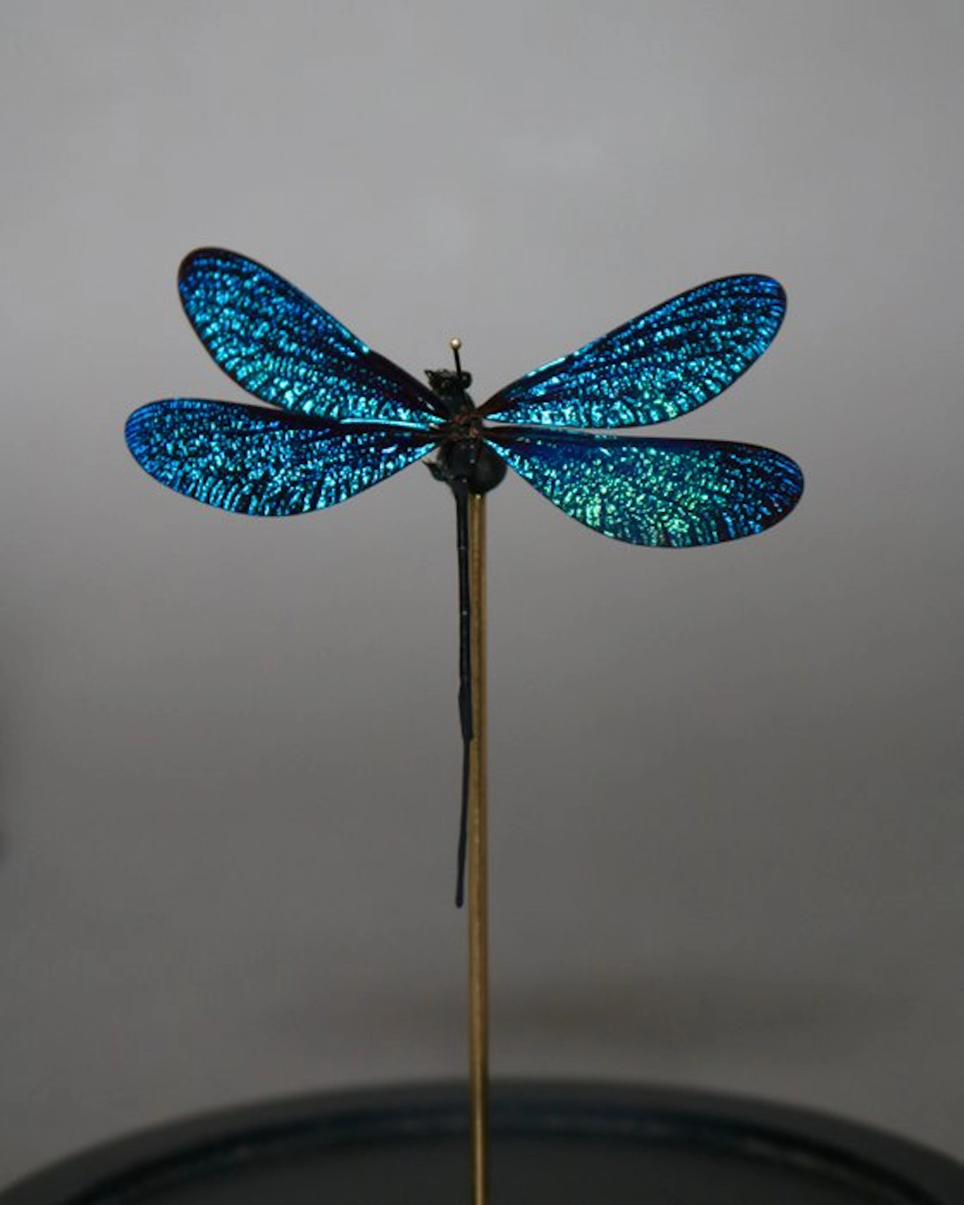 Dragonfly Taxidermy full body mount - Vestalis melania...