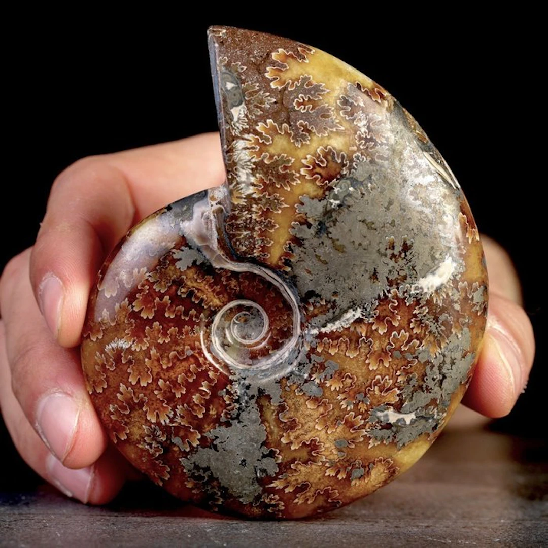 Fossilized Cleoniceras ammonite - Cretaceous - Perfectly...