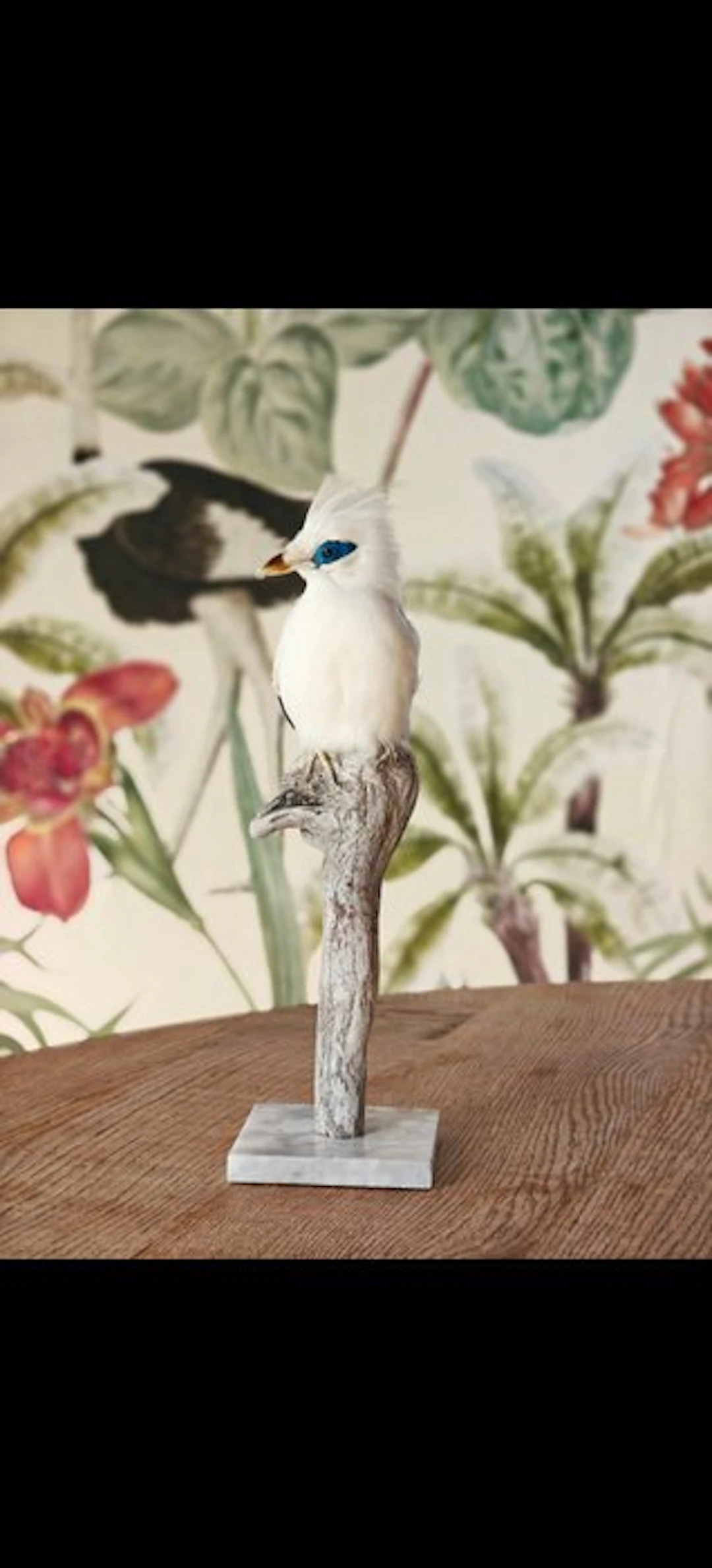 Recently Mounted Bali Starling - Rare to se Taxidermy...