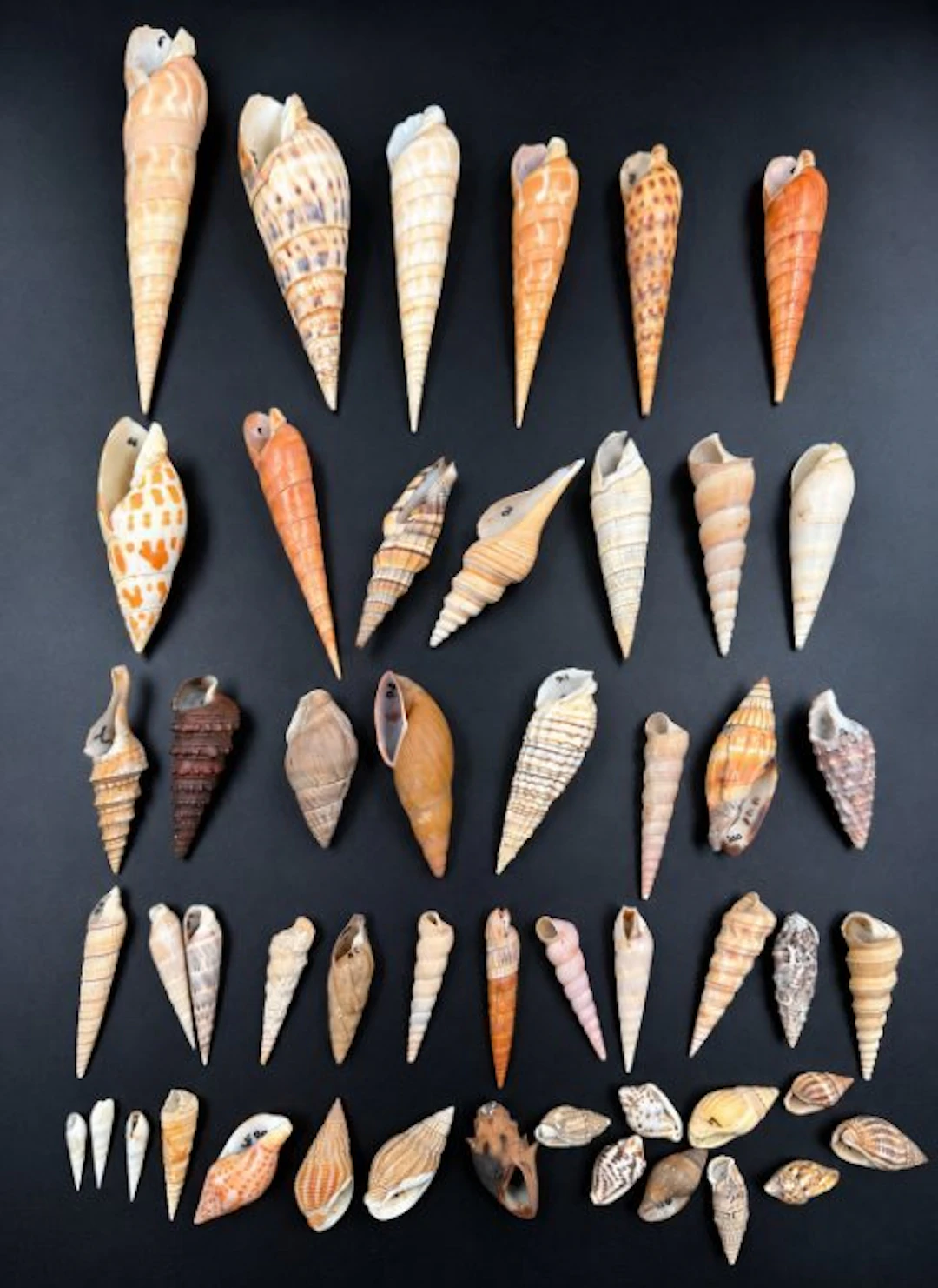 Sea shells / Gastropods Sea shell - Gastropoda – espèces...