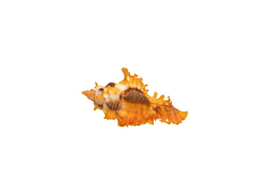 Chicoreus crocatus - Rare Saffron Murex - Exceptional GEM...