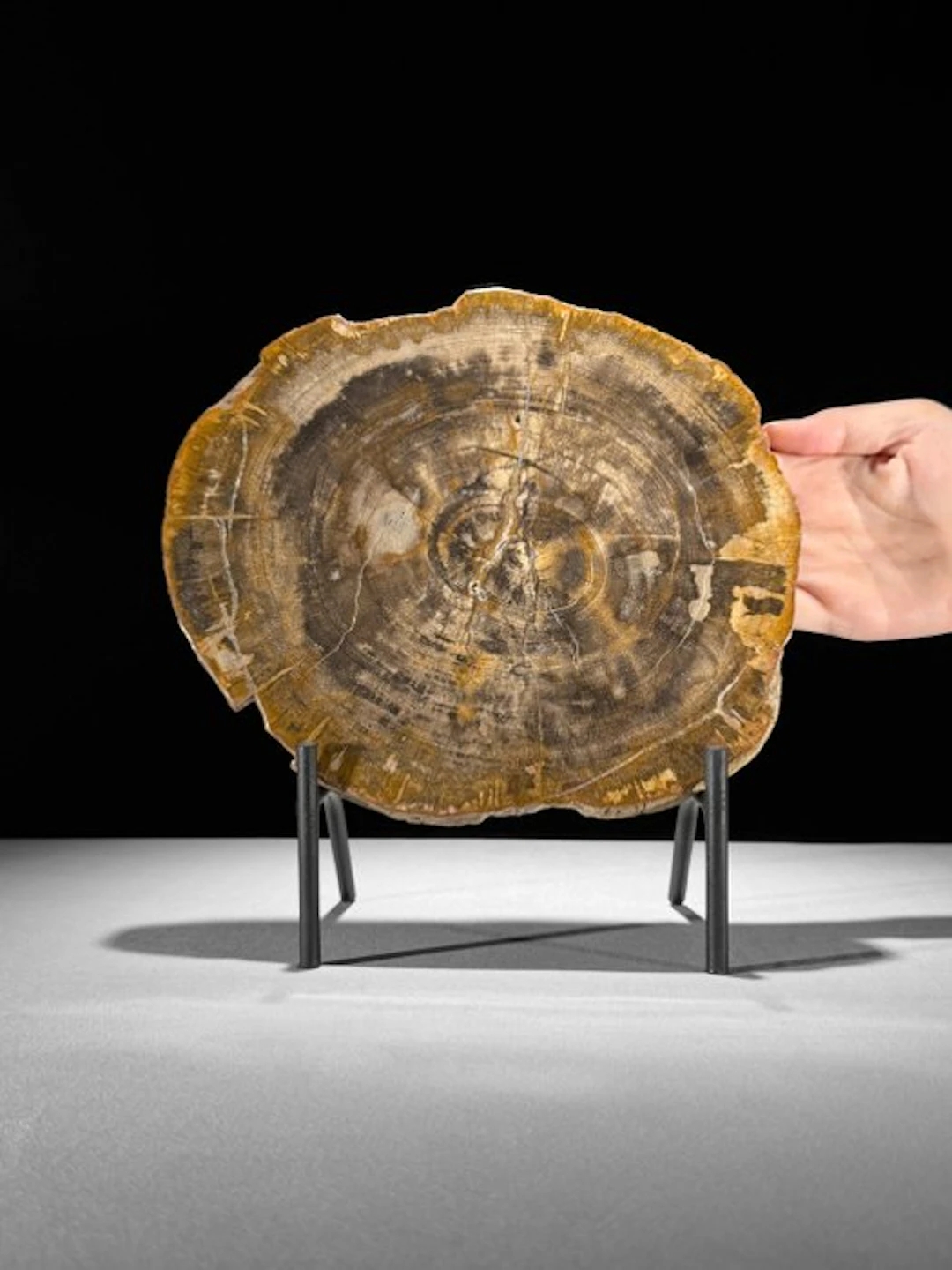 Stunning Slice of Petrified Wood on a custom stand...