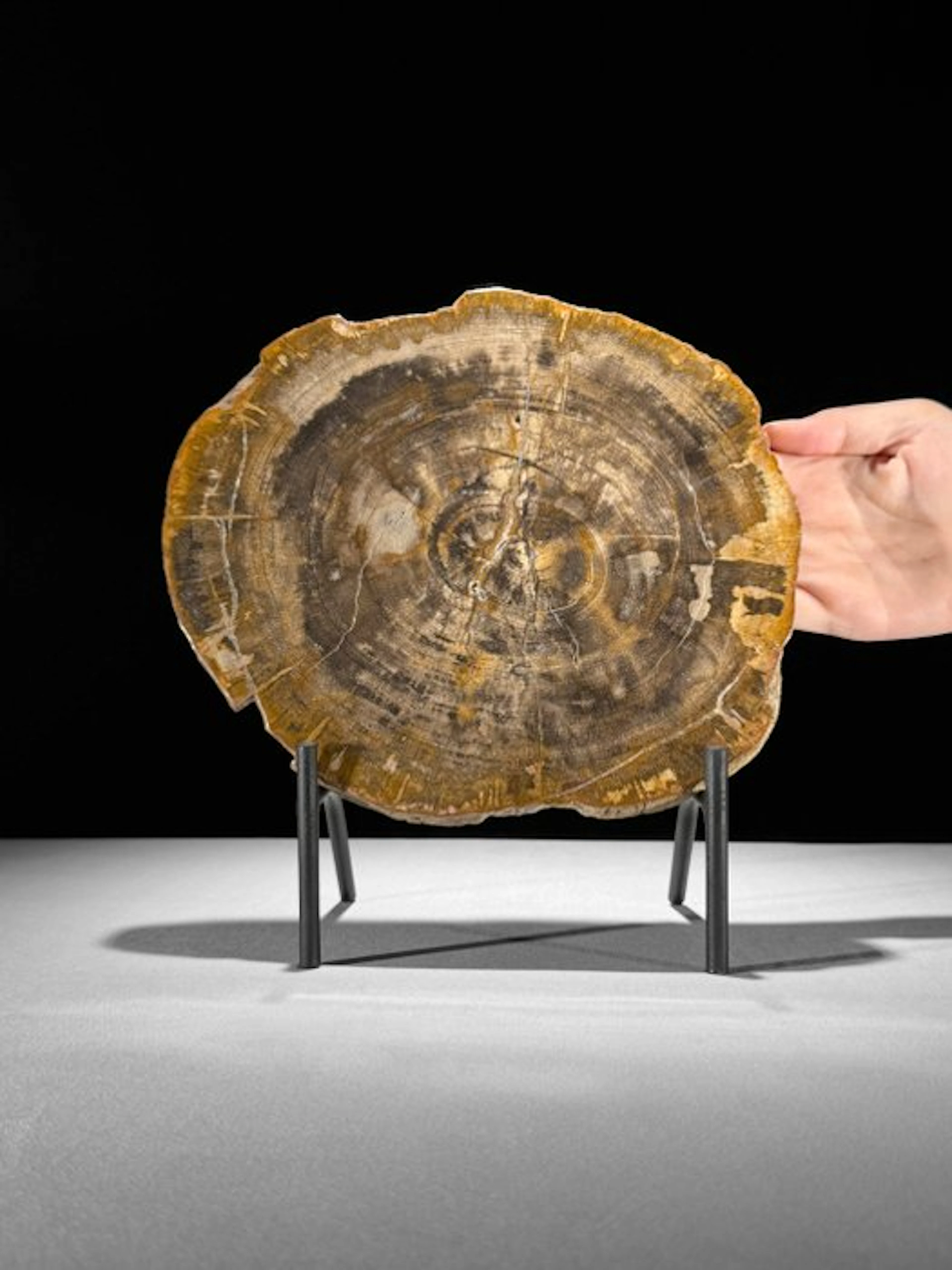 Stunning Slice of Petrified Wood on a custom stand...