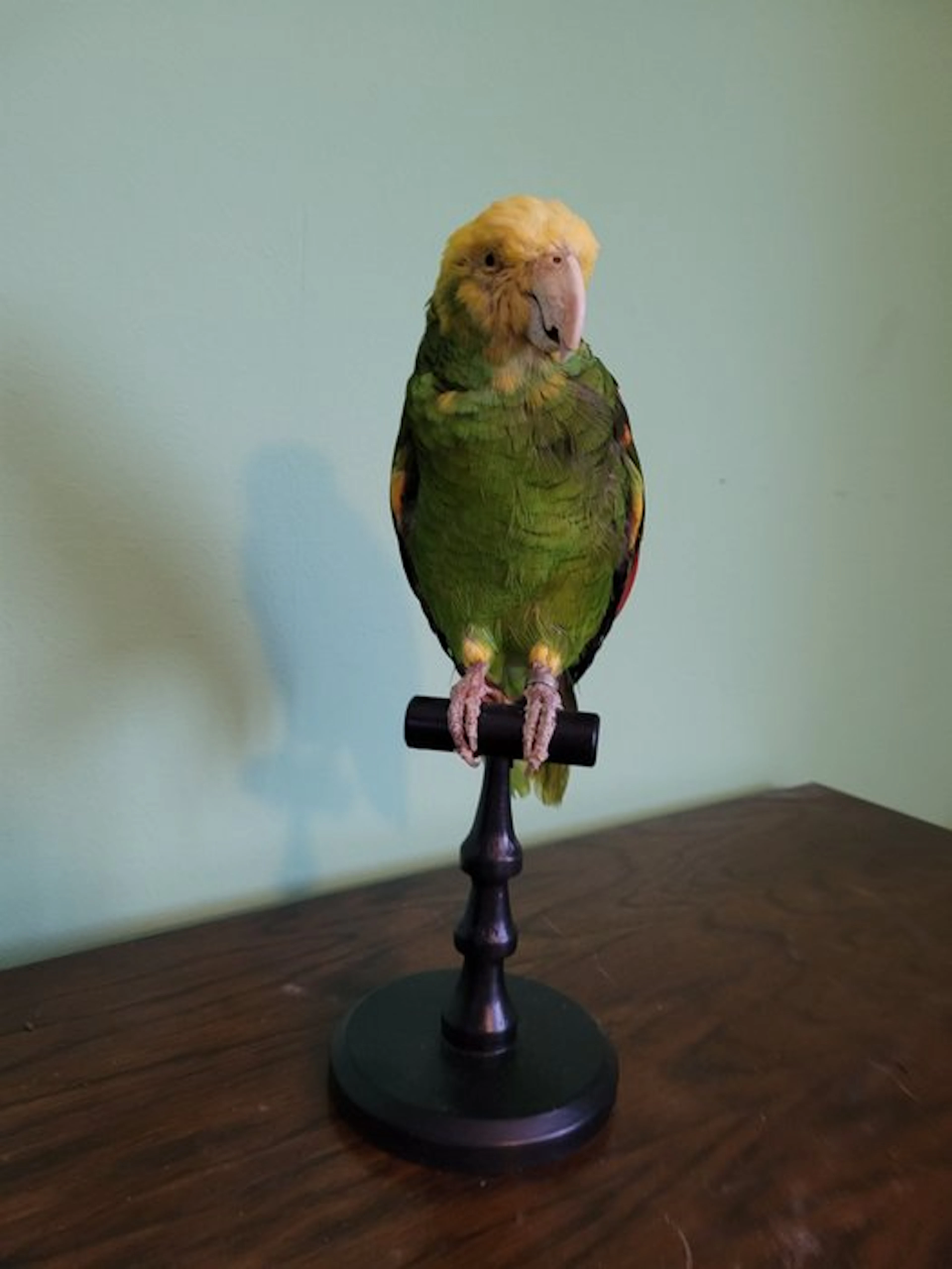 Yellow-headed Amazon - Taxidermy full body mount...