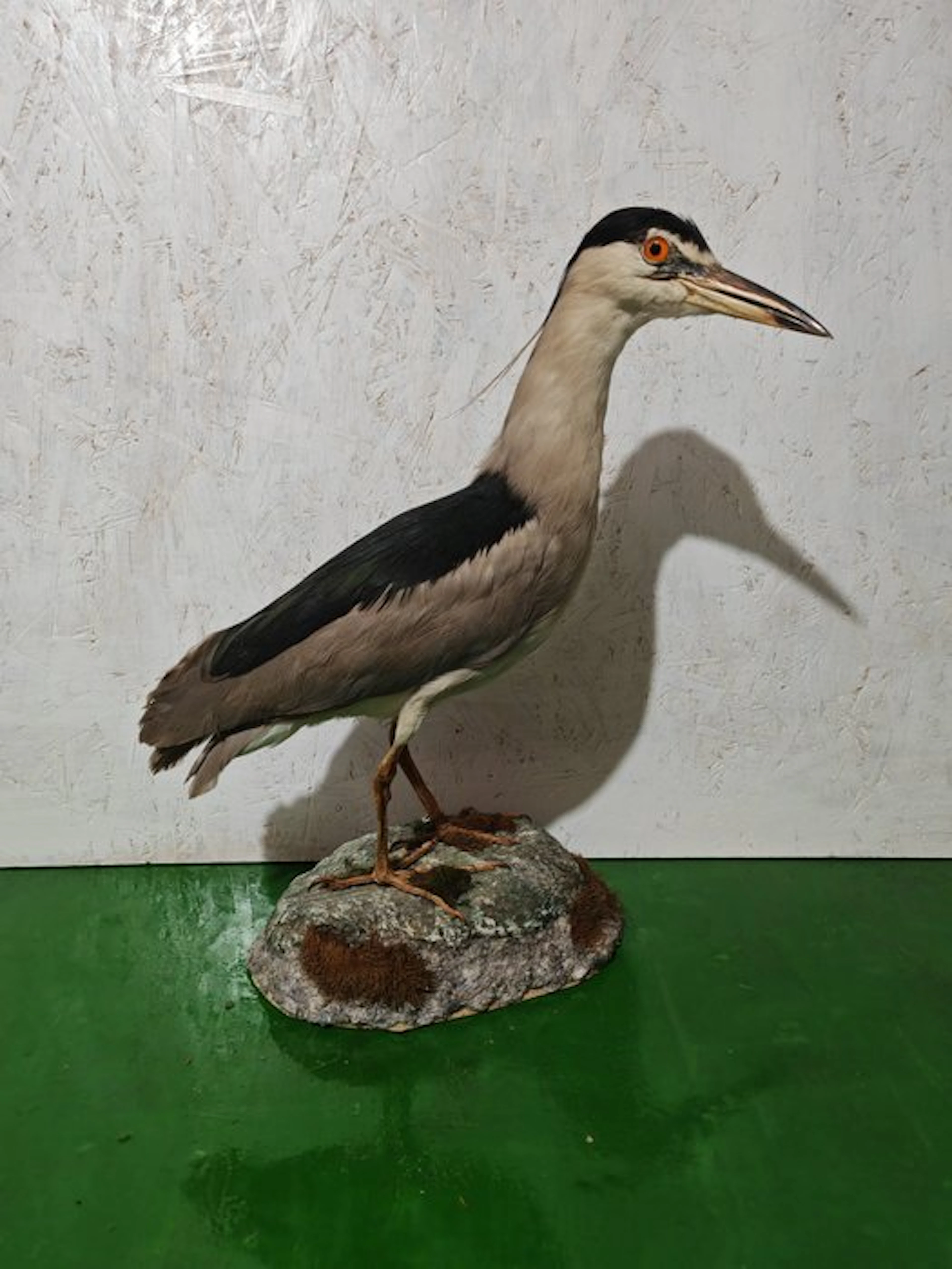Night Heron Taxidermy full body mount - Nycticorax...