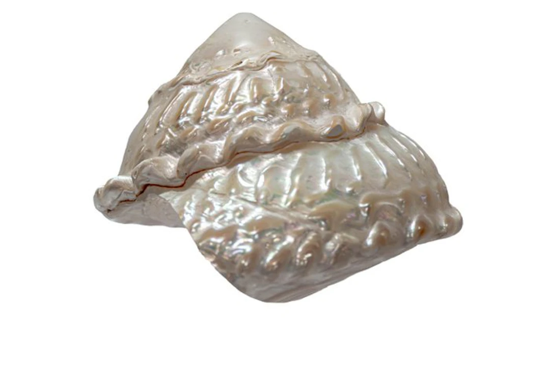 Genuine Astraea undosa turban snail (10–11 cm) – Noble