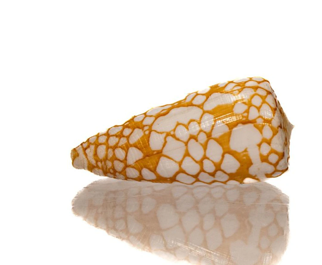 Rarity: Conus nobilis ORANGE – 41mm – GEM – Misamis