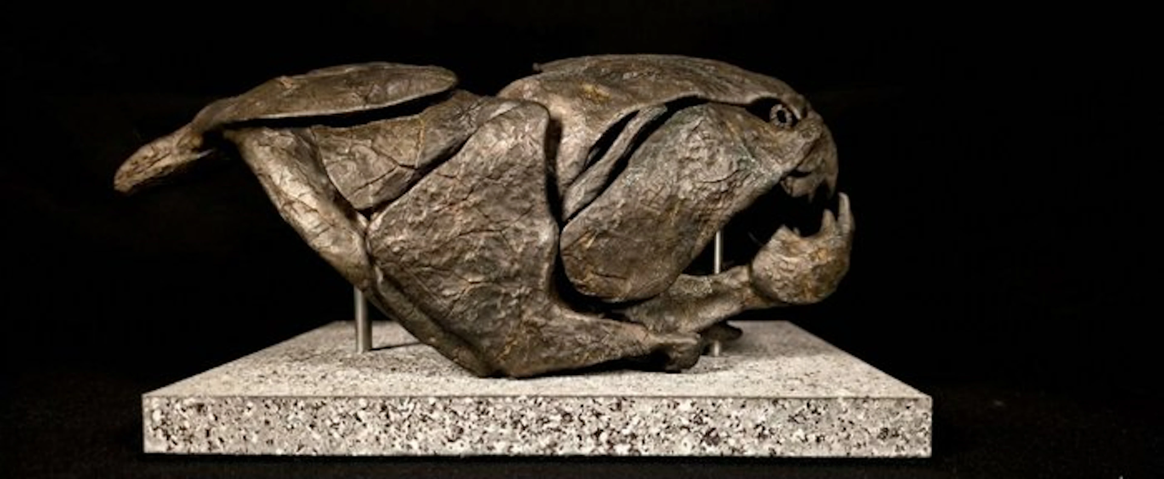 Dunkleosteus replica 20 cm - Fossil skull