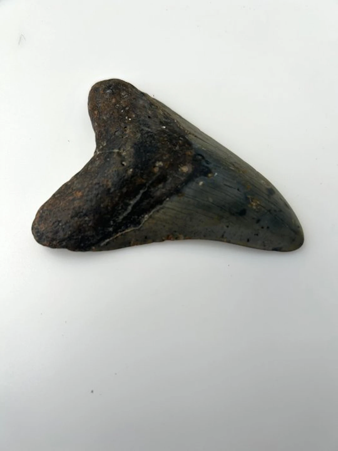 Megalodon - Fossil tooth - 98 mm - 71 mm