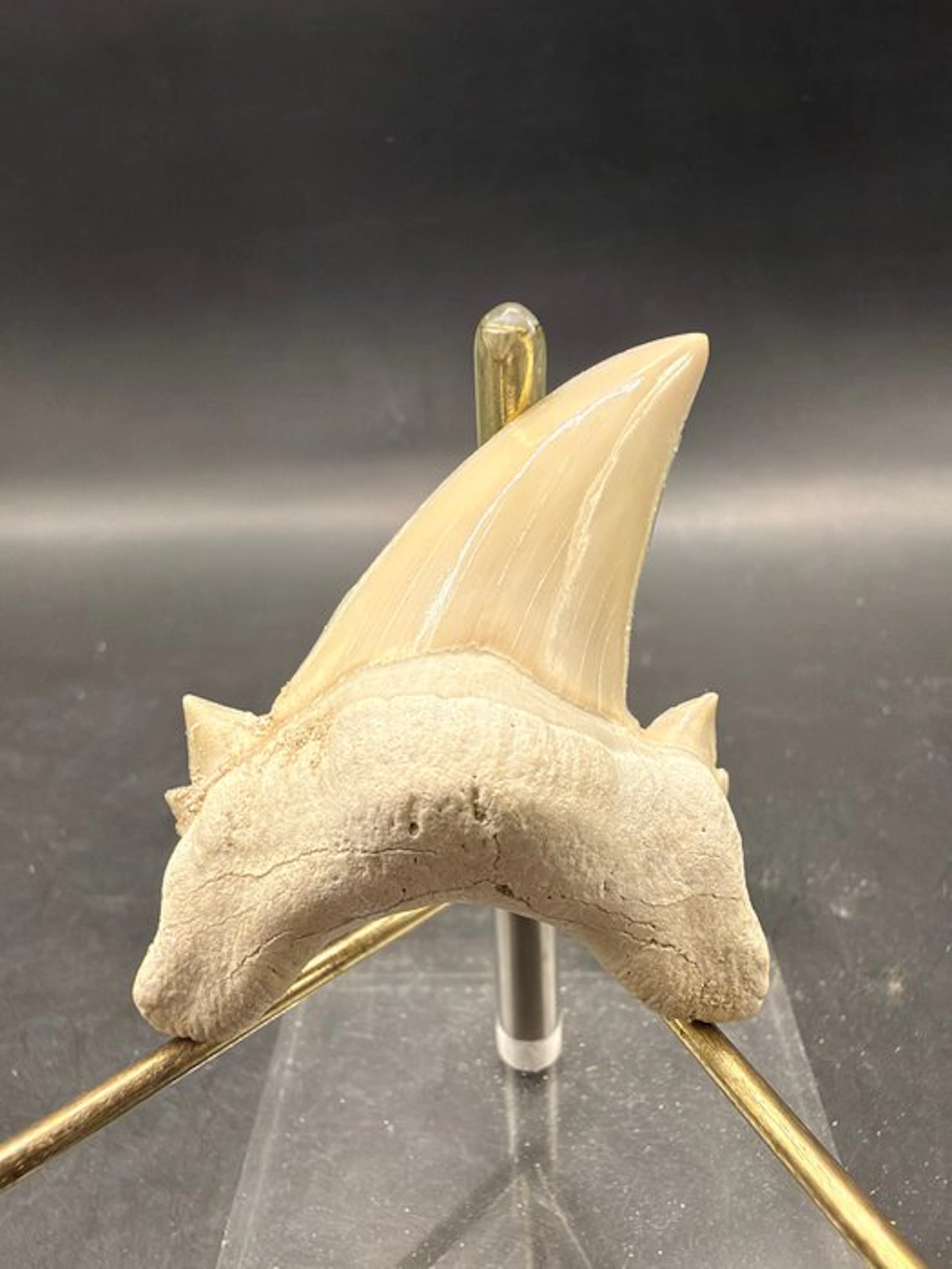 Shark - Fossil tooth - Otodus obliquus - 5.9 cm (No reserve price)