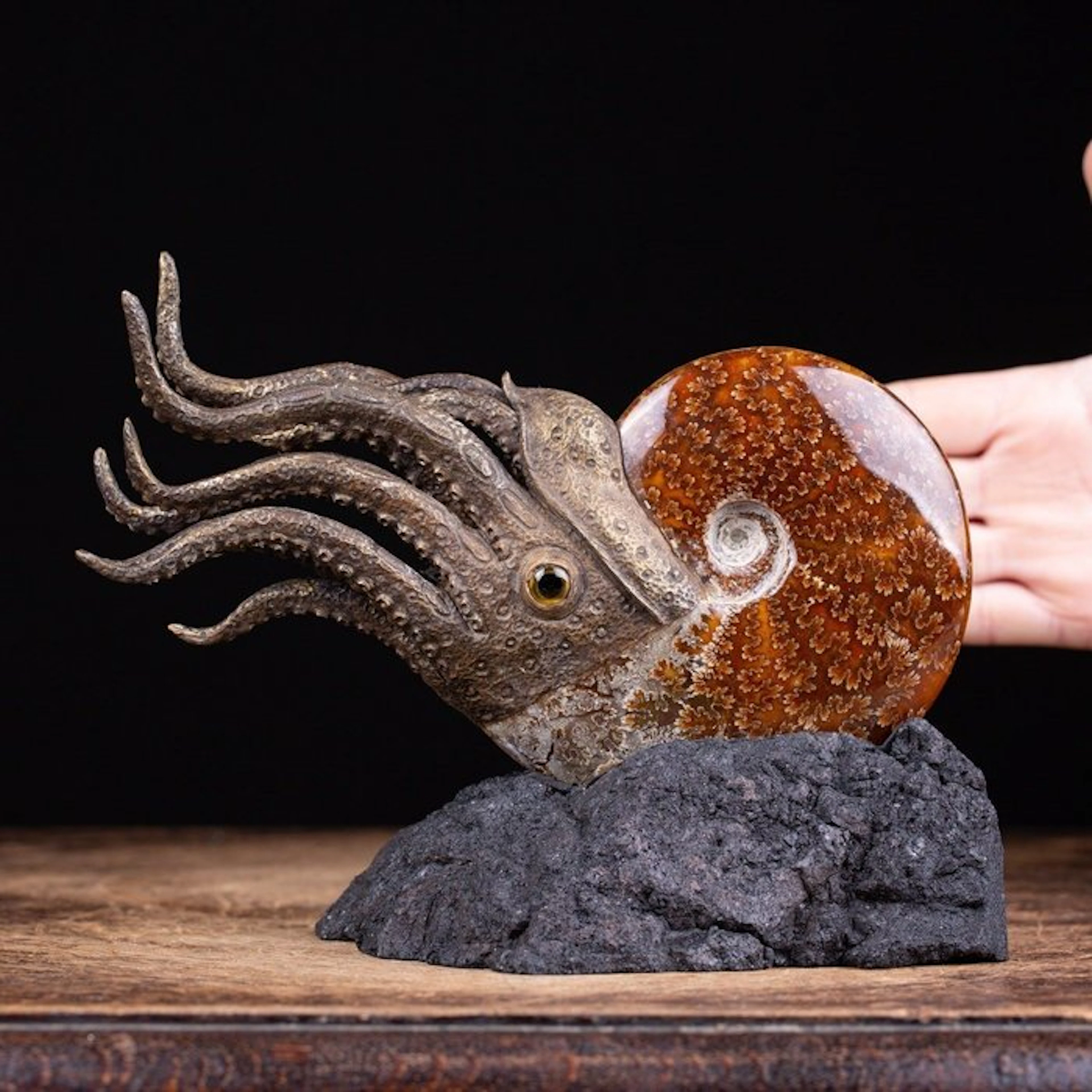 Real Cleoniceras Ammonite - Wonderful 3D Reconstruction...