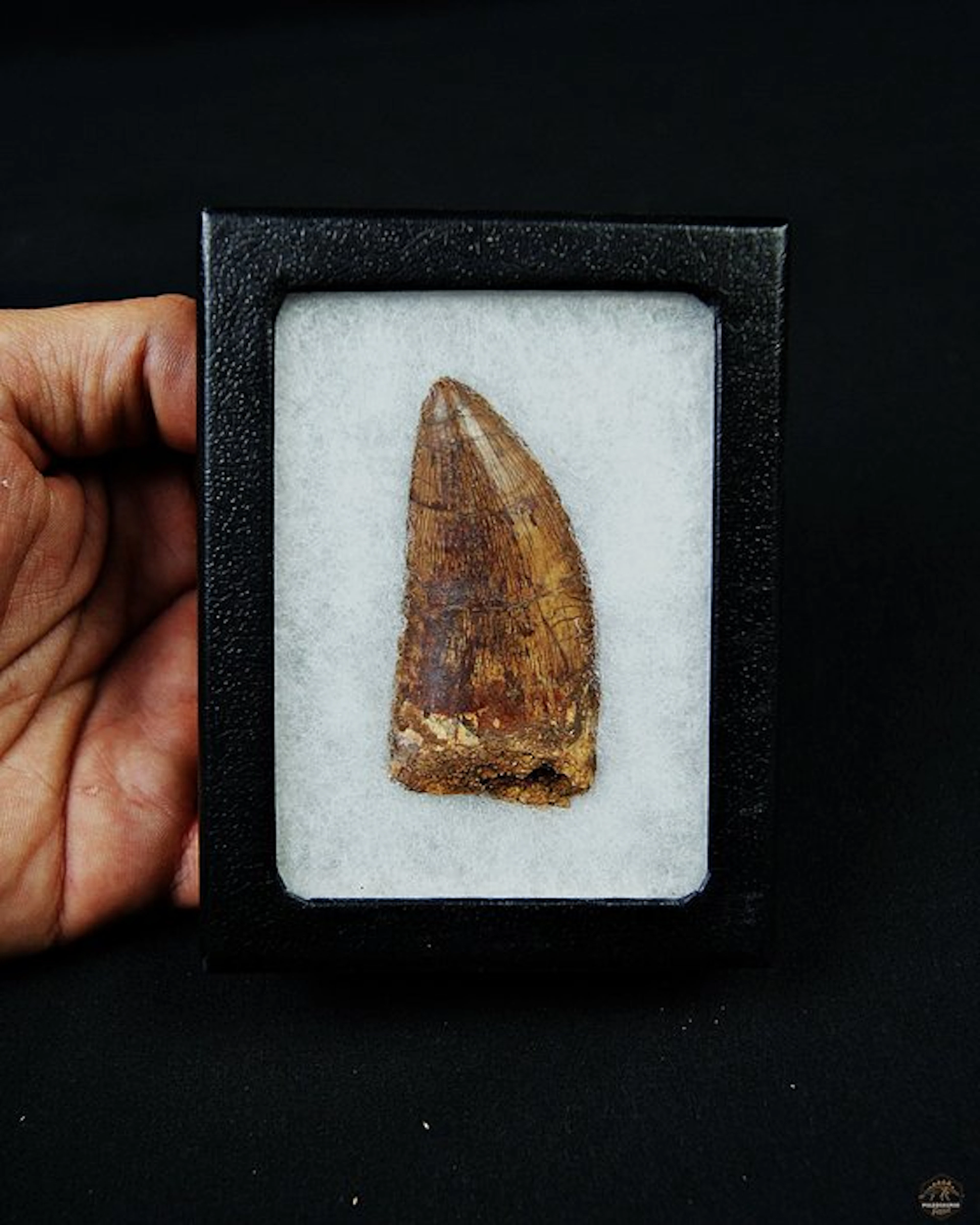 Dinosaur - Fossil tooth - Carcharodontosaurus saharicus
