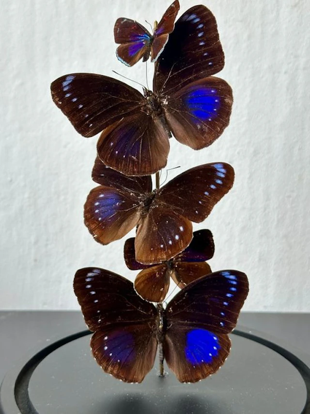 Extremely rare set of five iridescent butterflies in a large glass dome