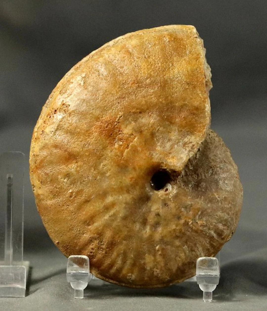 A fine ammonite - Rarely seen specie - Fossilised animal...