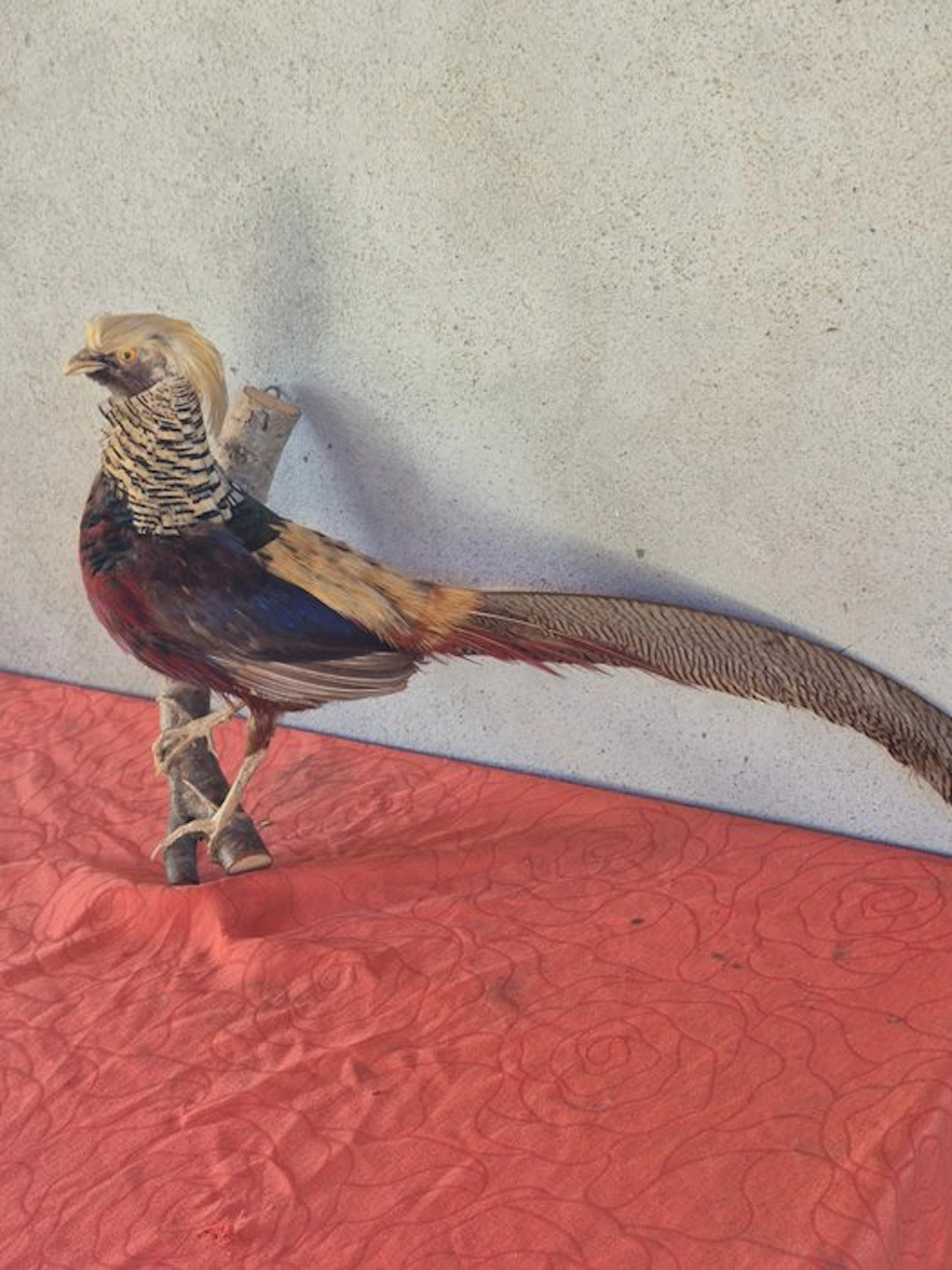 Golden pheasant Taxidermy wall mount - Chrysolophus...
