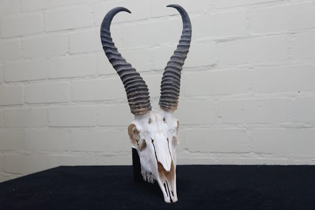 Springbok Skull - Antidorcas marsupialis - 24 cm - 39 cm...