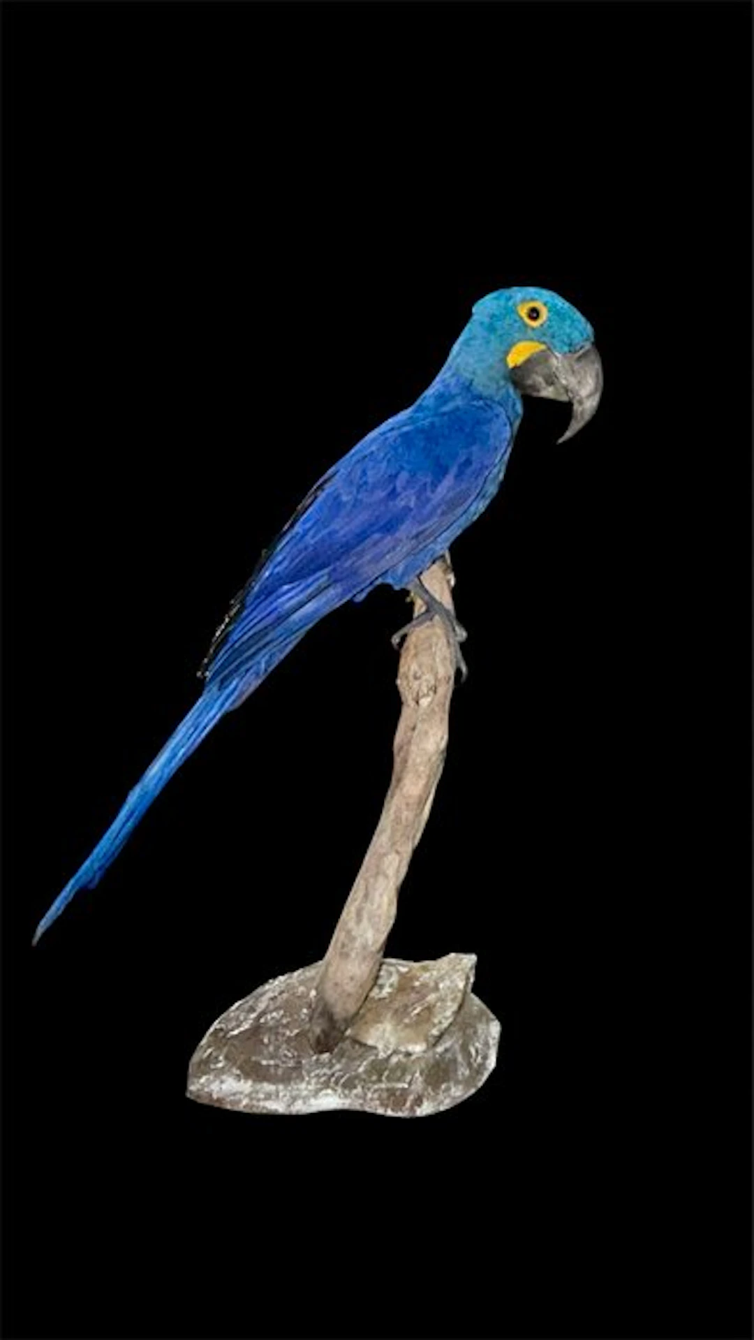 Macaw Taxidermy full body mount - Anodorhynchus...
