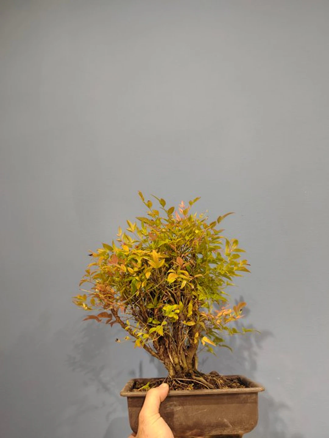 Nandina bonsai - Height (Tree): 30 cm - Depth (Tree): 20 cm - Italy